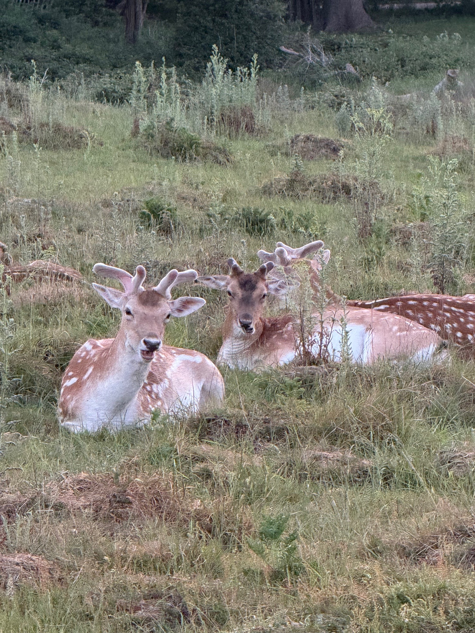 Fallow Deer