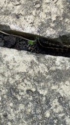 Giant leopard moth caterpillar (Hypercompe scribonia)