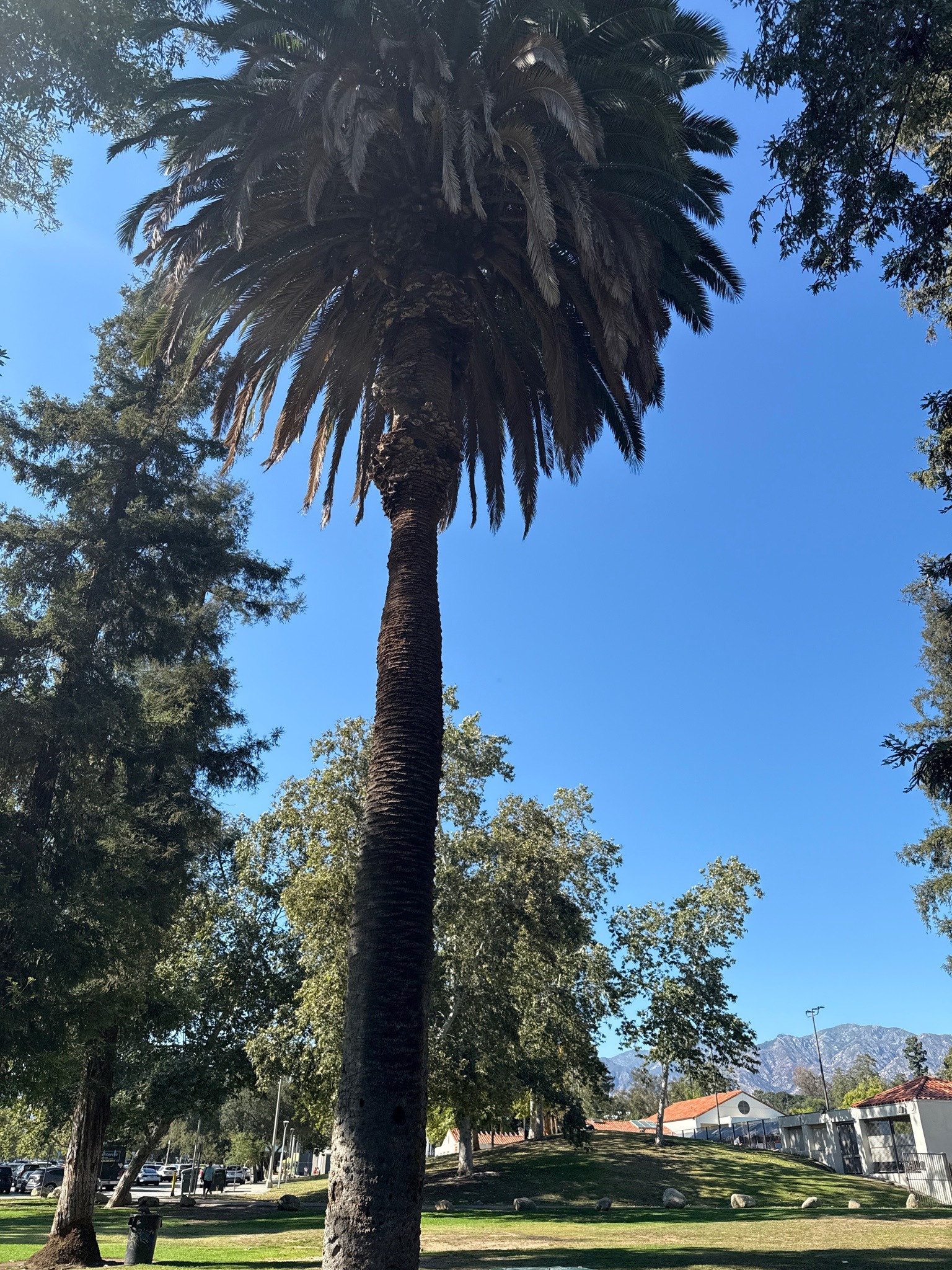 Canary Island Date Palm