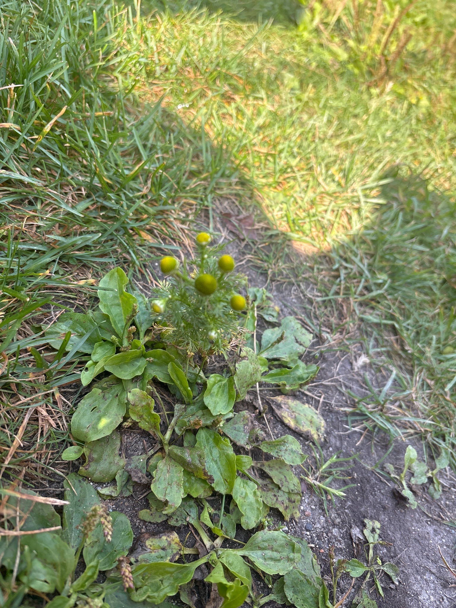 Pineapple Weed