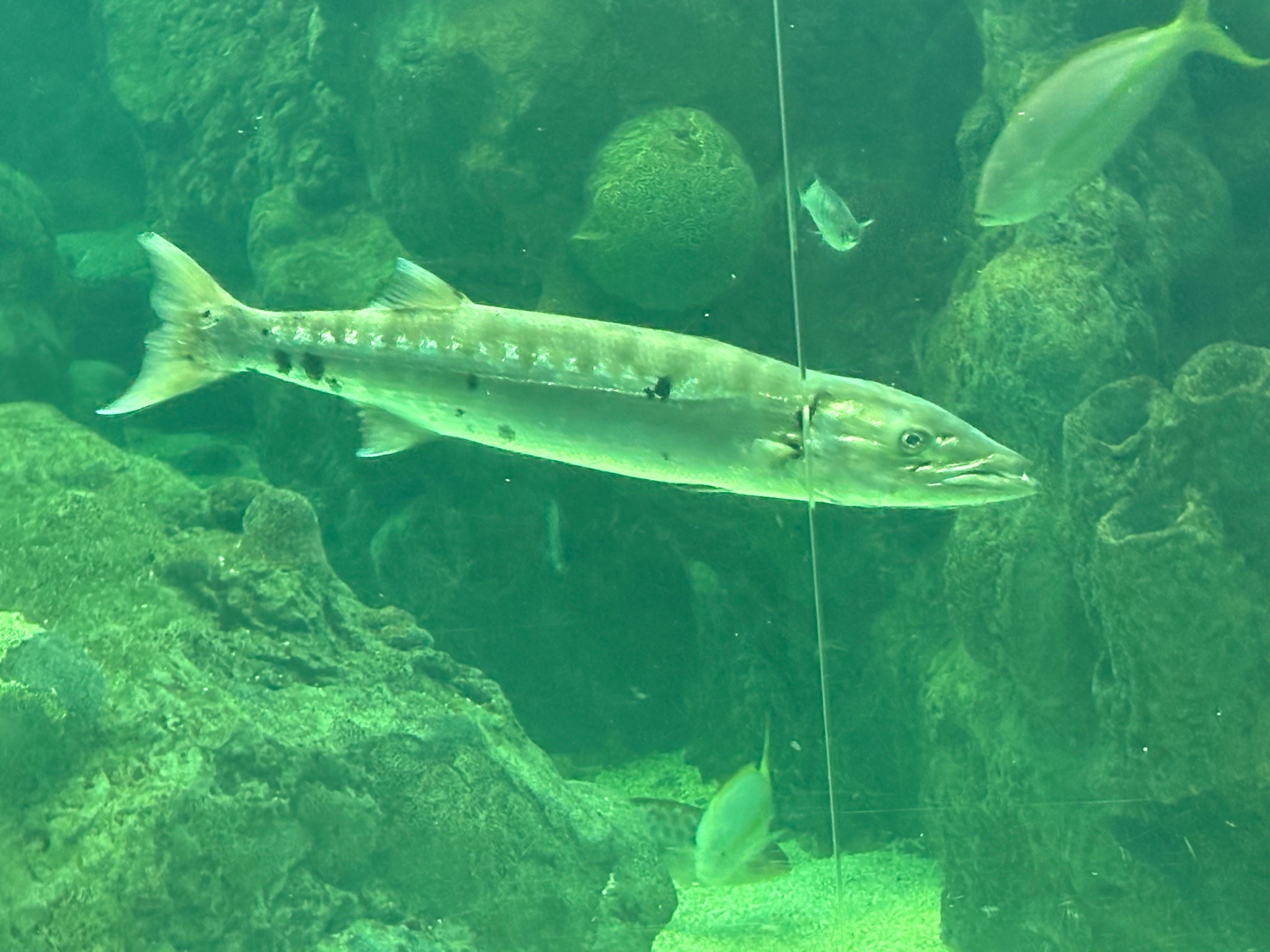 Great Barracuda