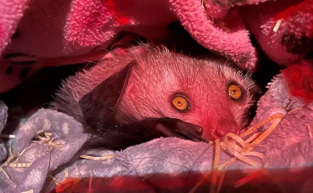Fruit Bat