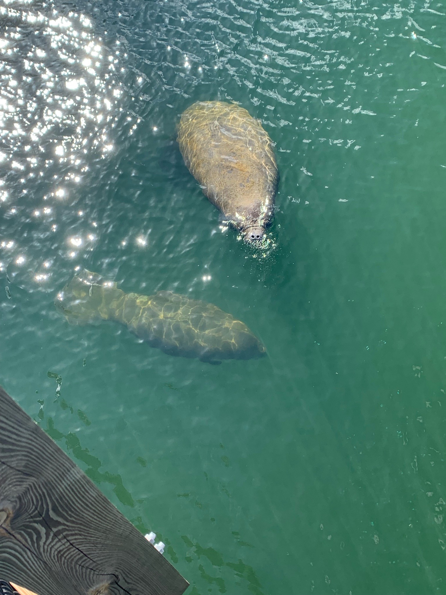 West Indian Manatee