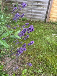 Lavender