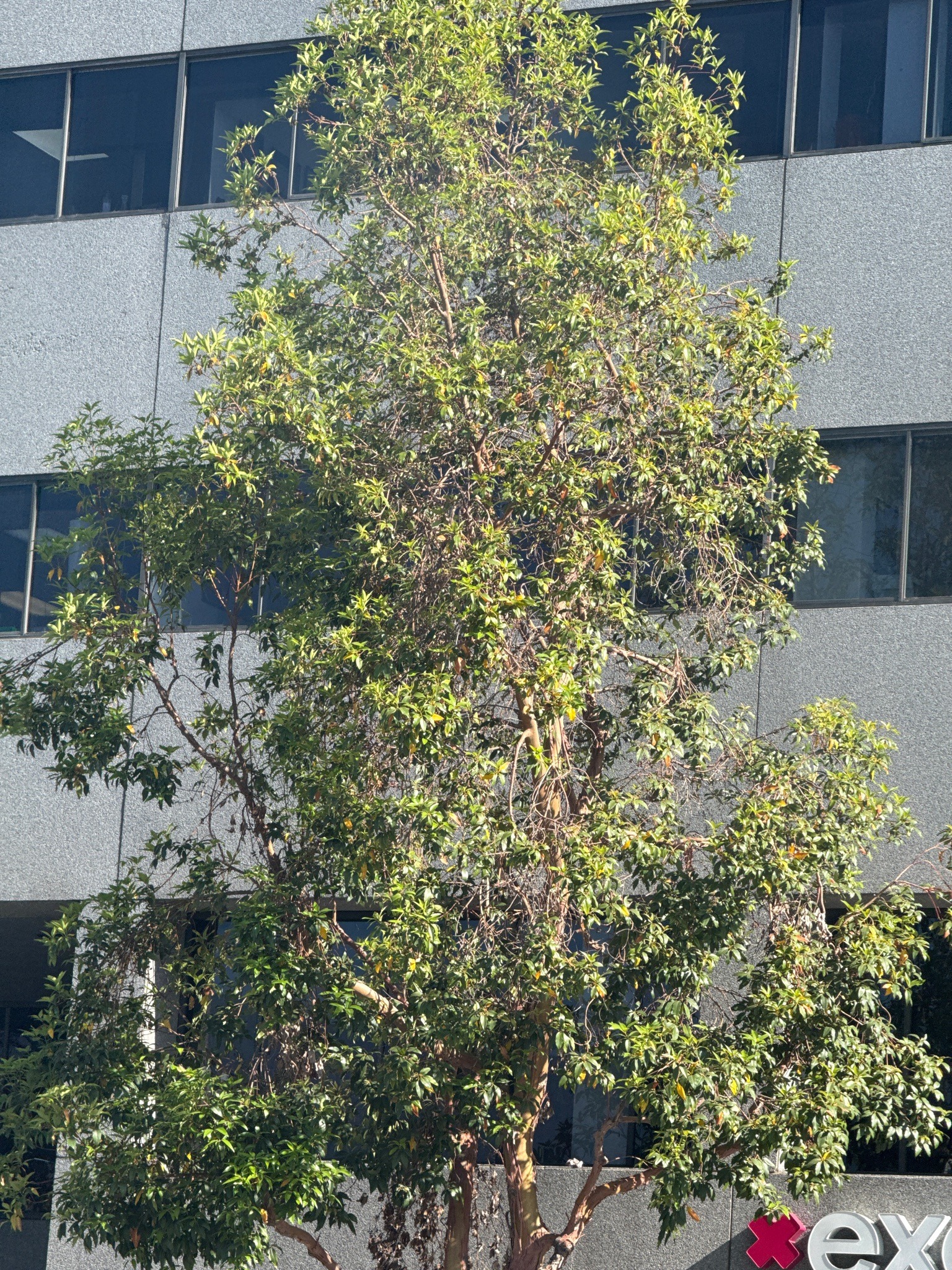 Ficus nitida