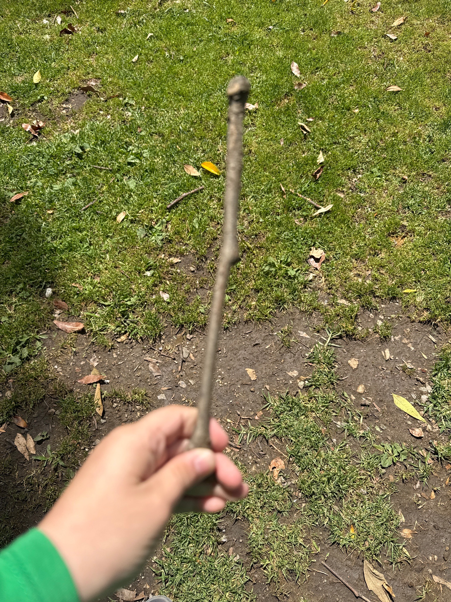 Stick (Tree Branch)