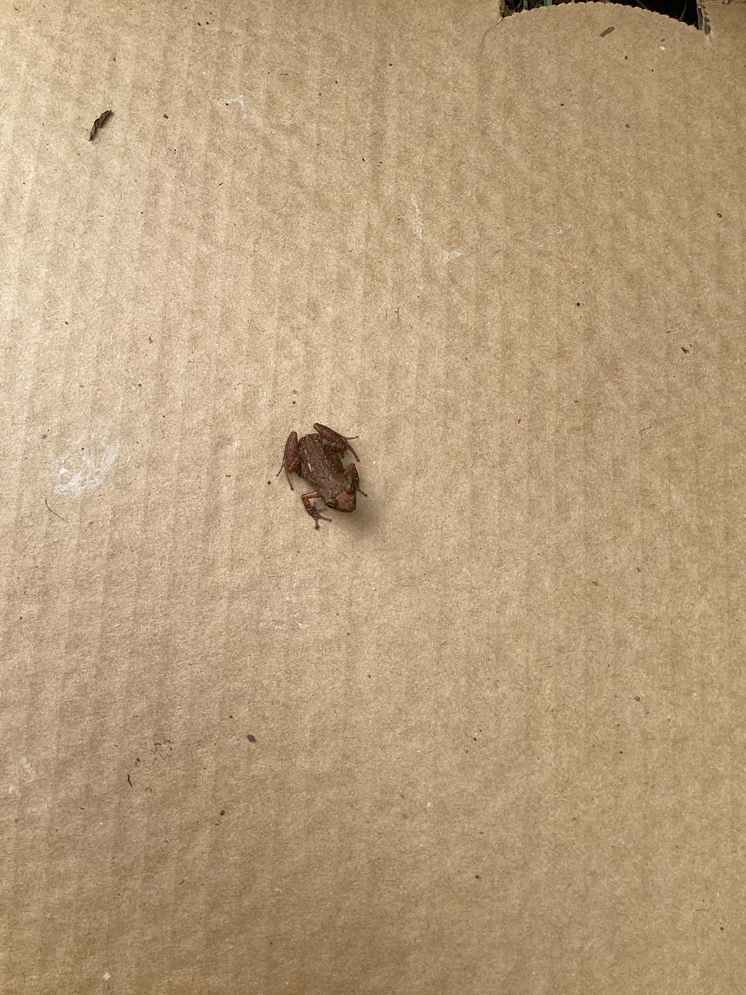 Greenhouse Frog
