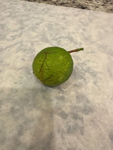 Butternut Squash (immature)