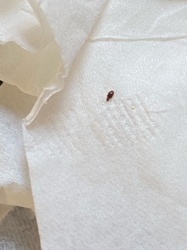 Insect (possibly a pest like a bed bug)