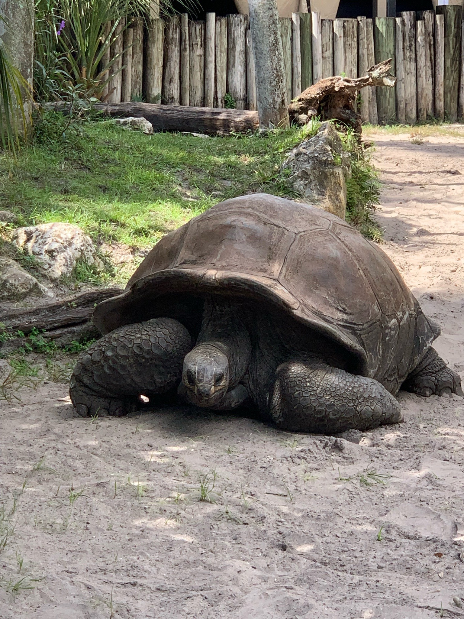 Galapagos Giant Tortoise