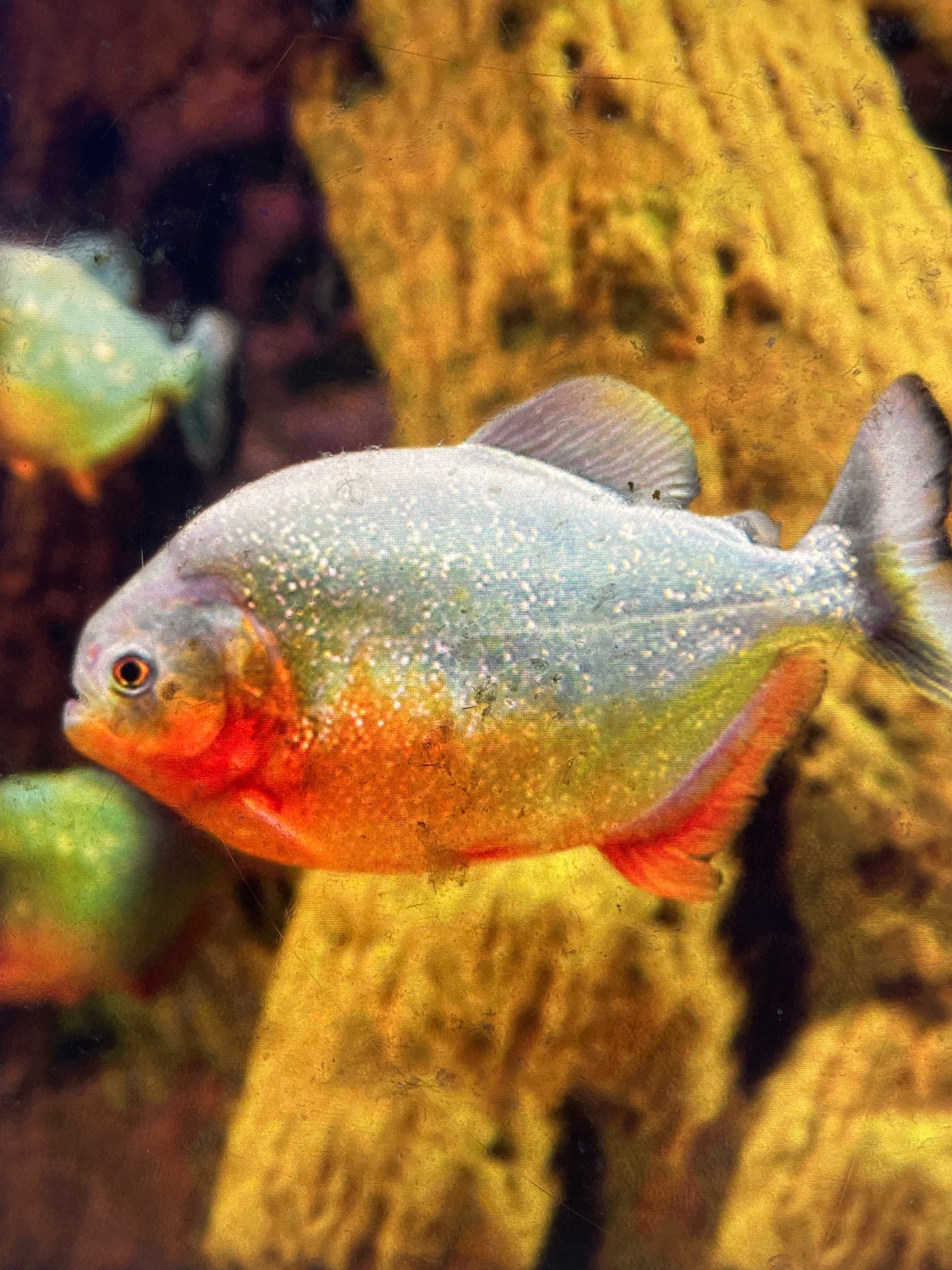 Red-bellied Piranha