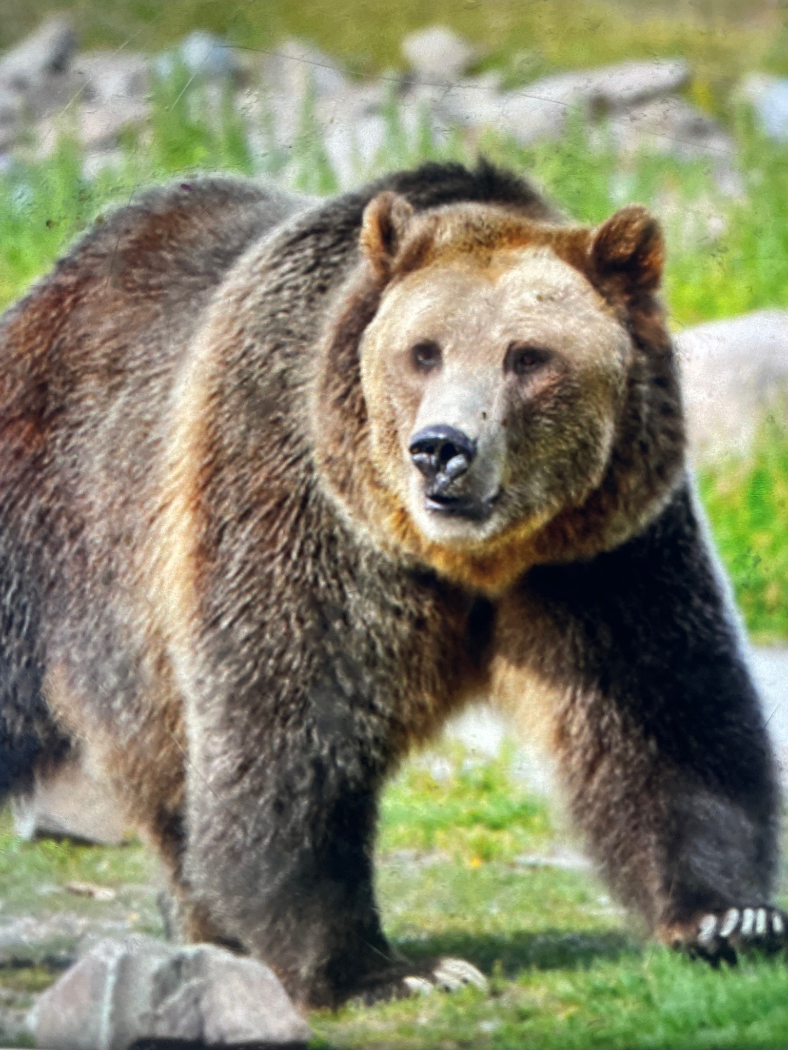 Brown Bear