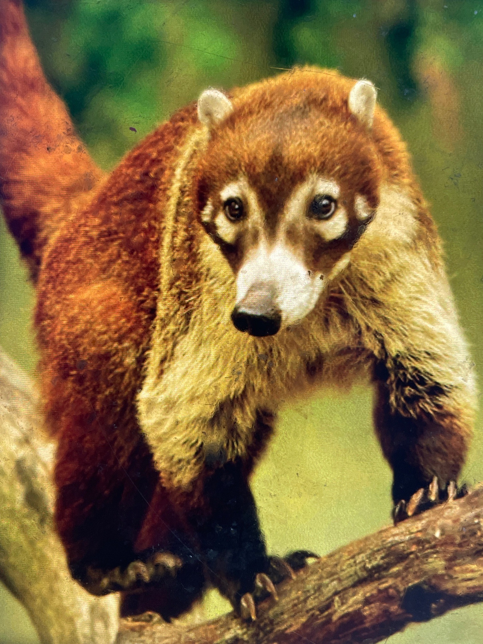 White-nosed Coati