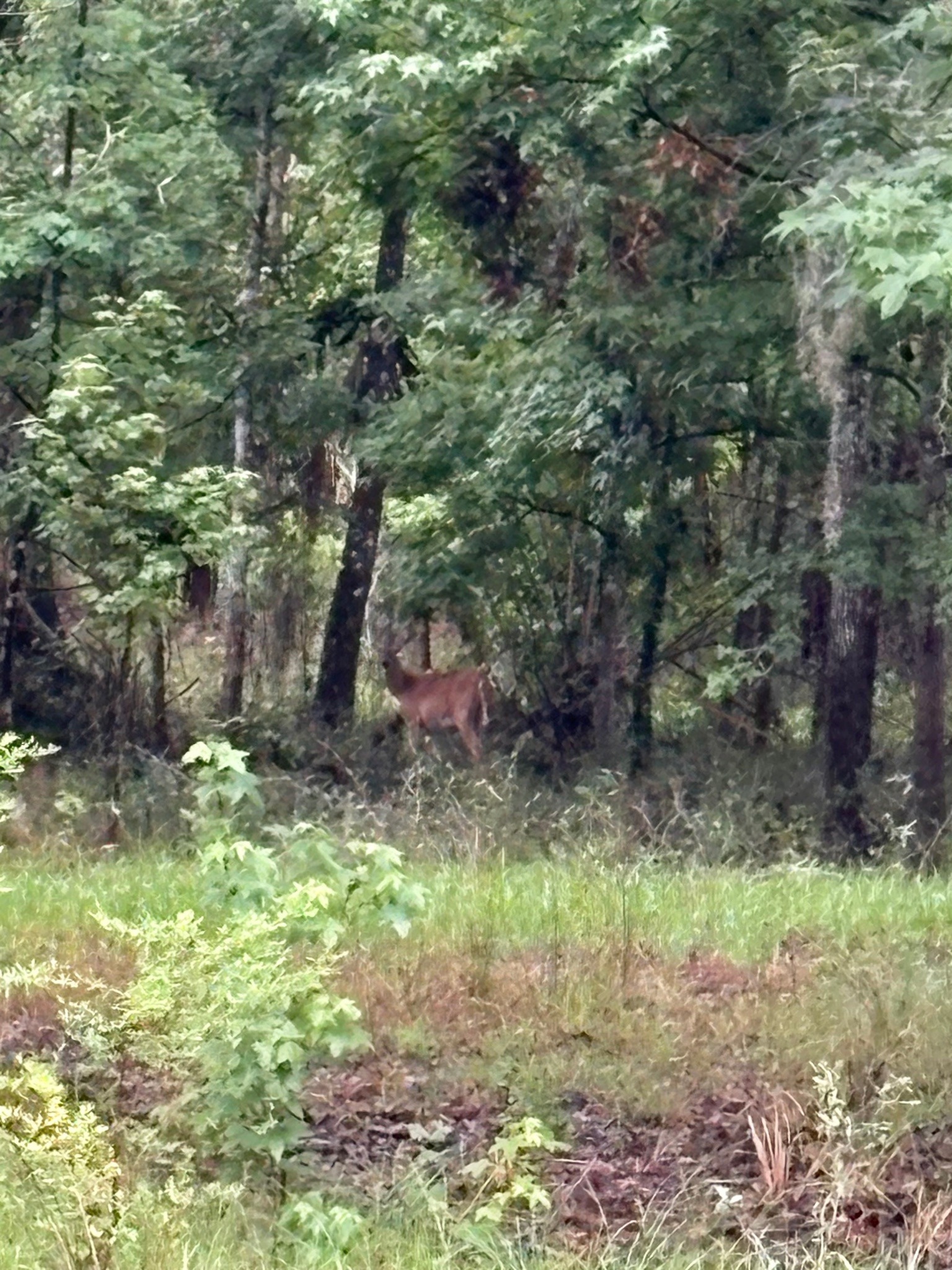 White-tailed Deer