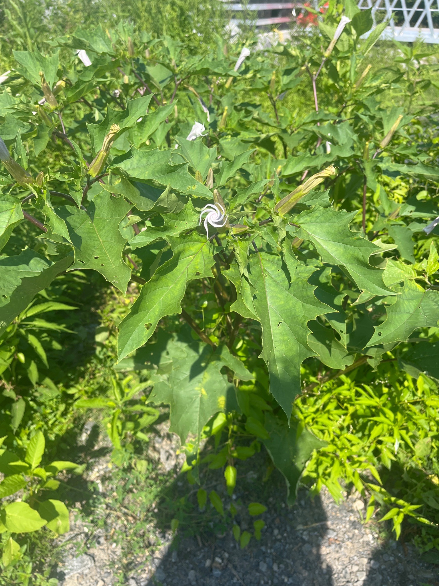 Jimsonweed