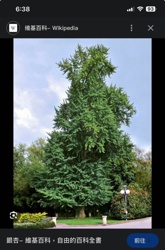 Ginkgo (銀杏)
