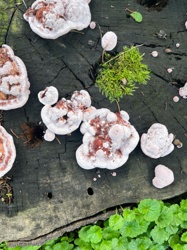 Bracket Fungi