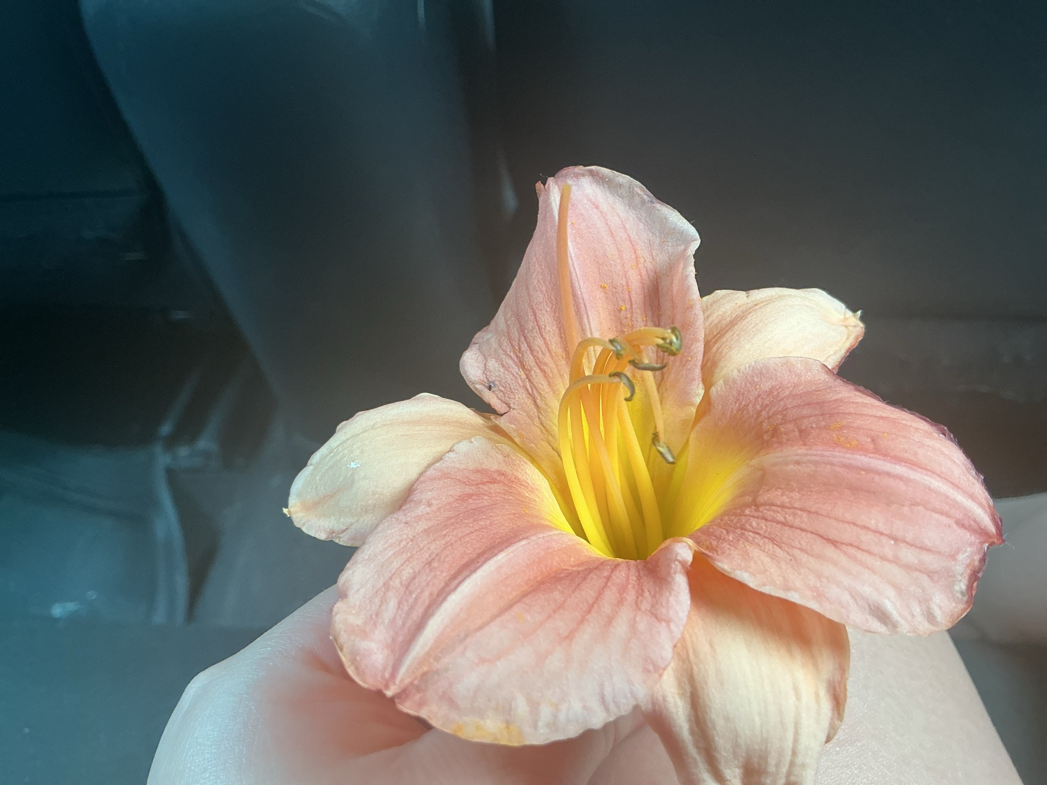 Daylily