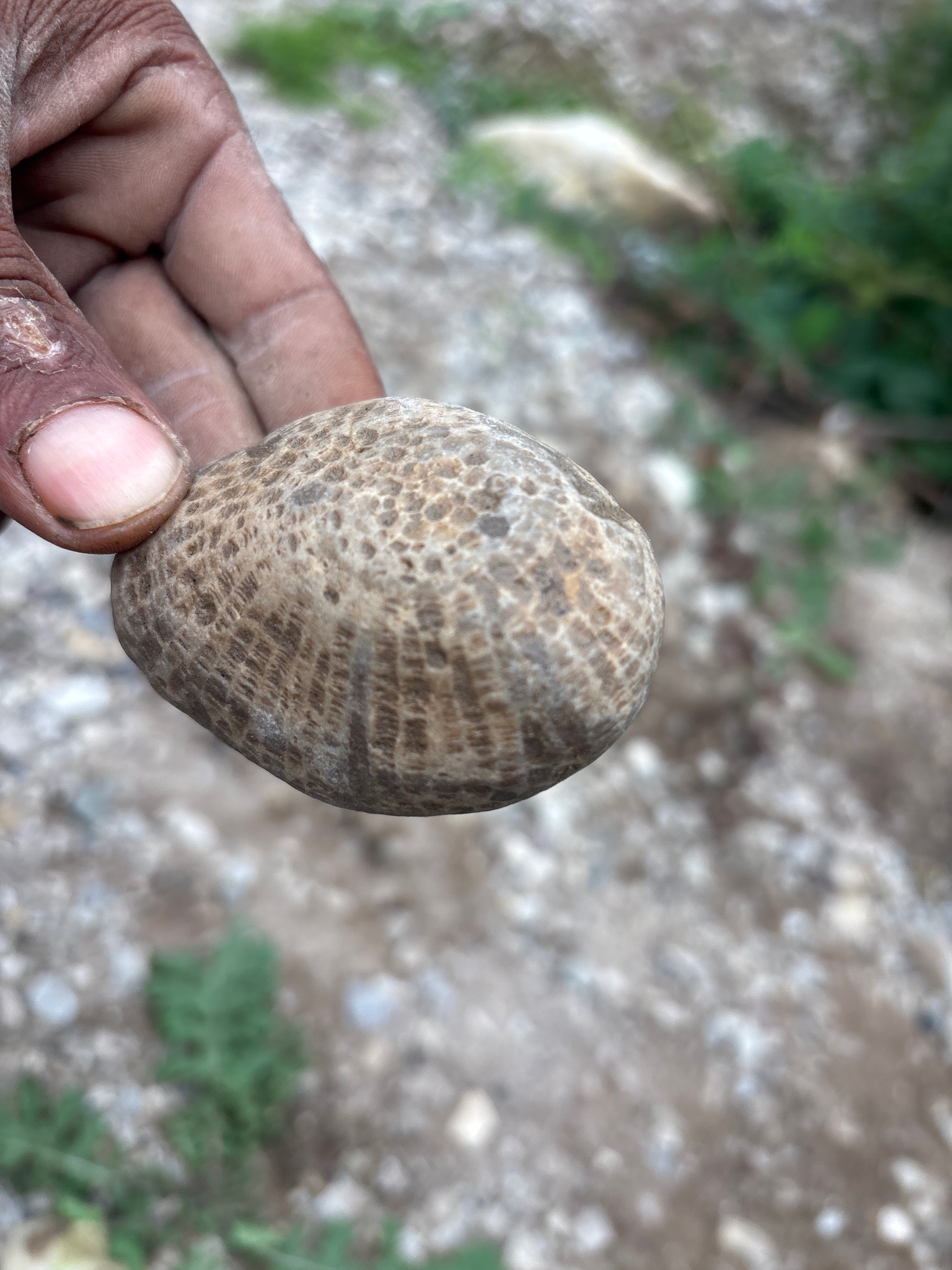 Fossilized Sea Urchin