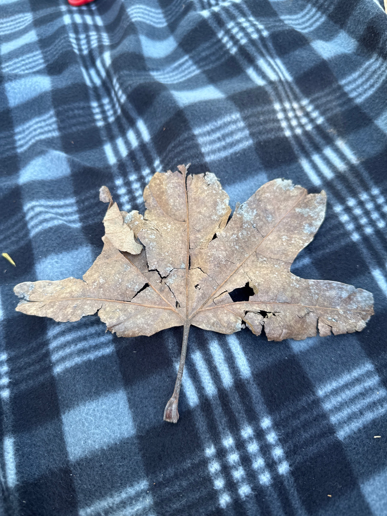 Bigleaf Maple Leaf