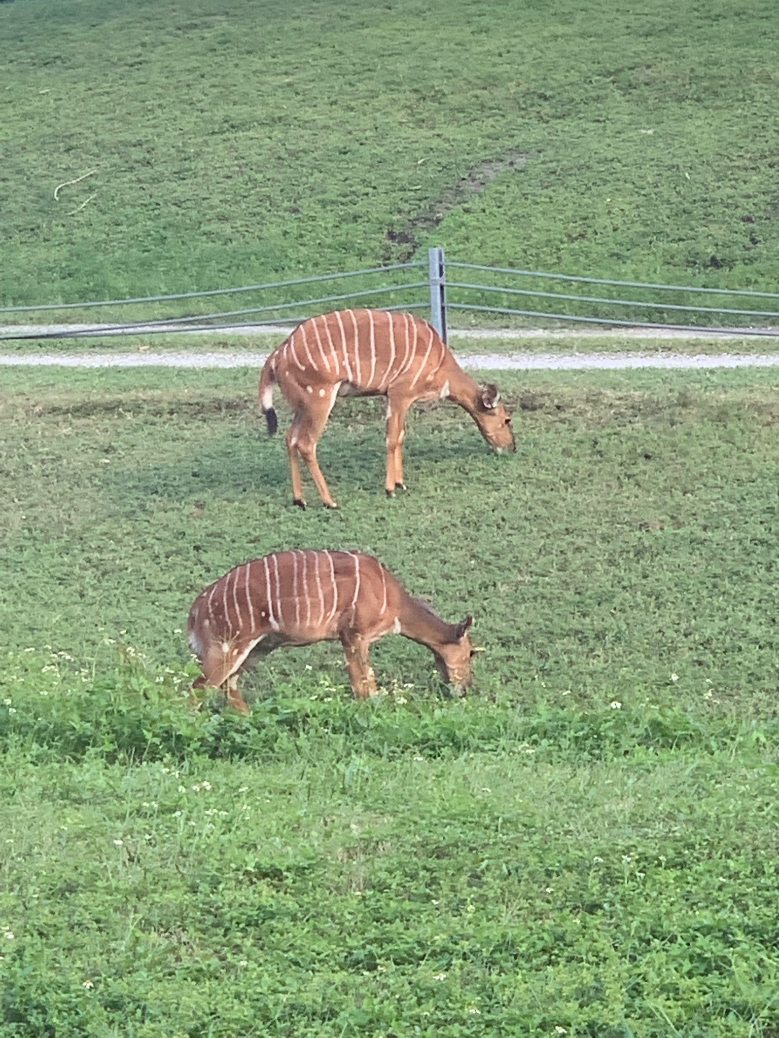 Bongo
