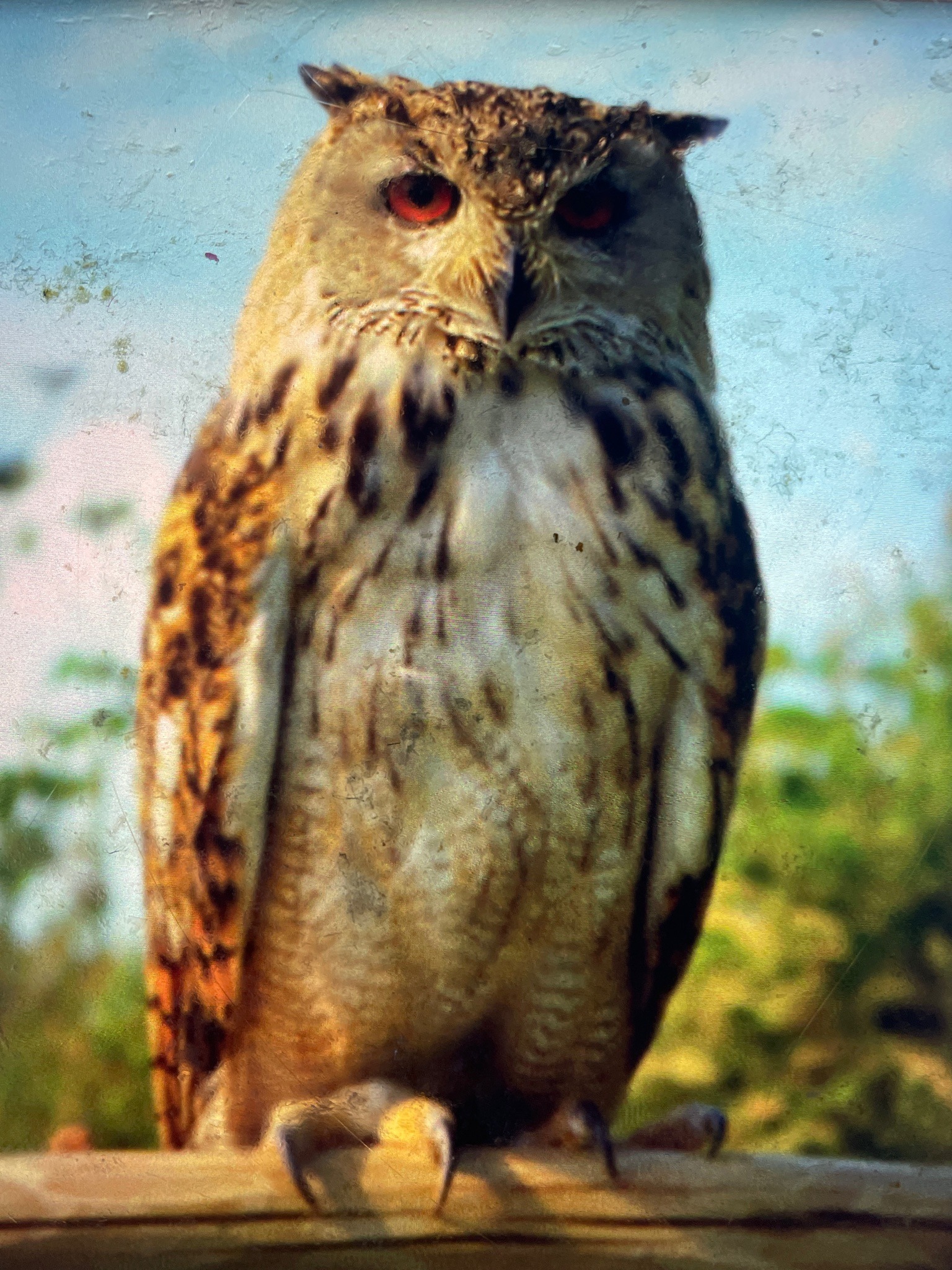 Eurasian Eagle-owl