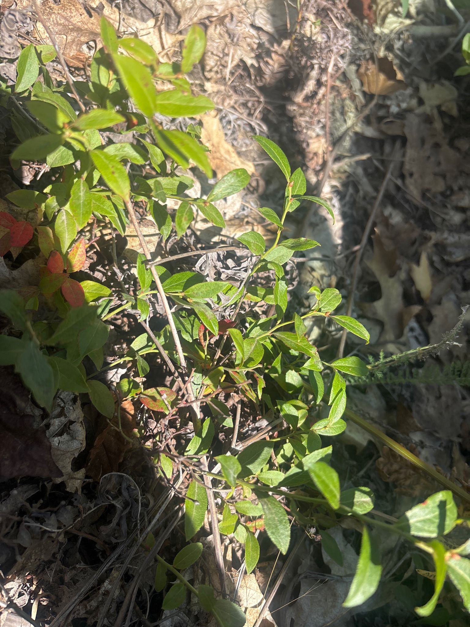 Lowbush Blueberry