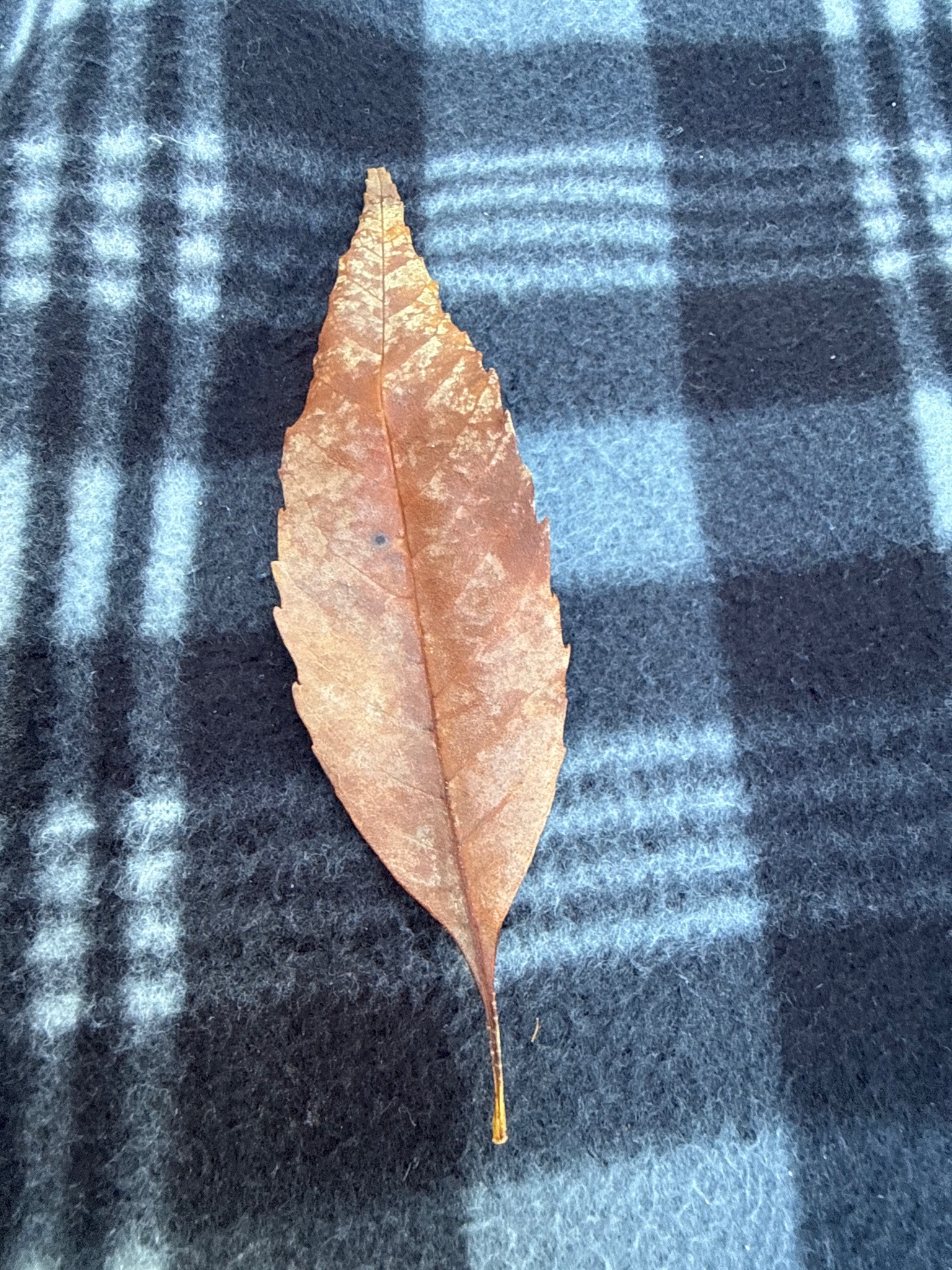 Chestnut Oak Leaf