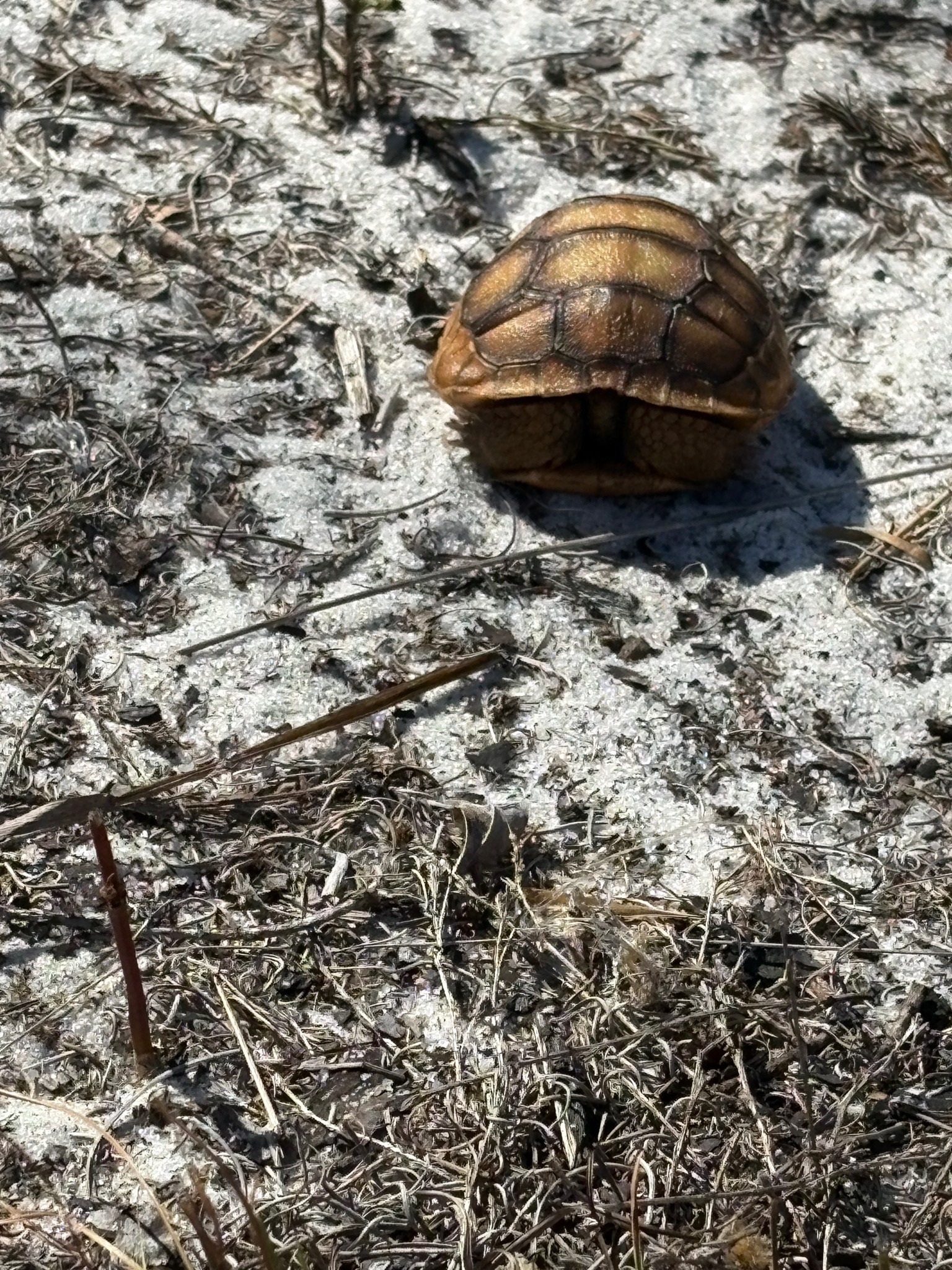 Gopher Tortoise Hatchling