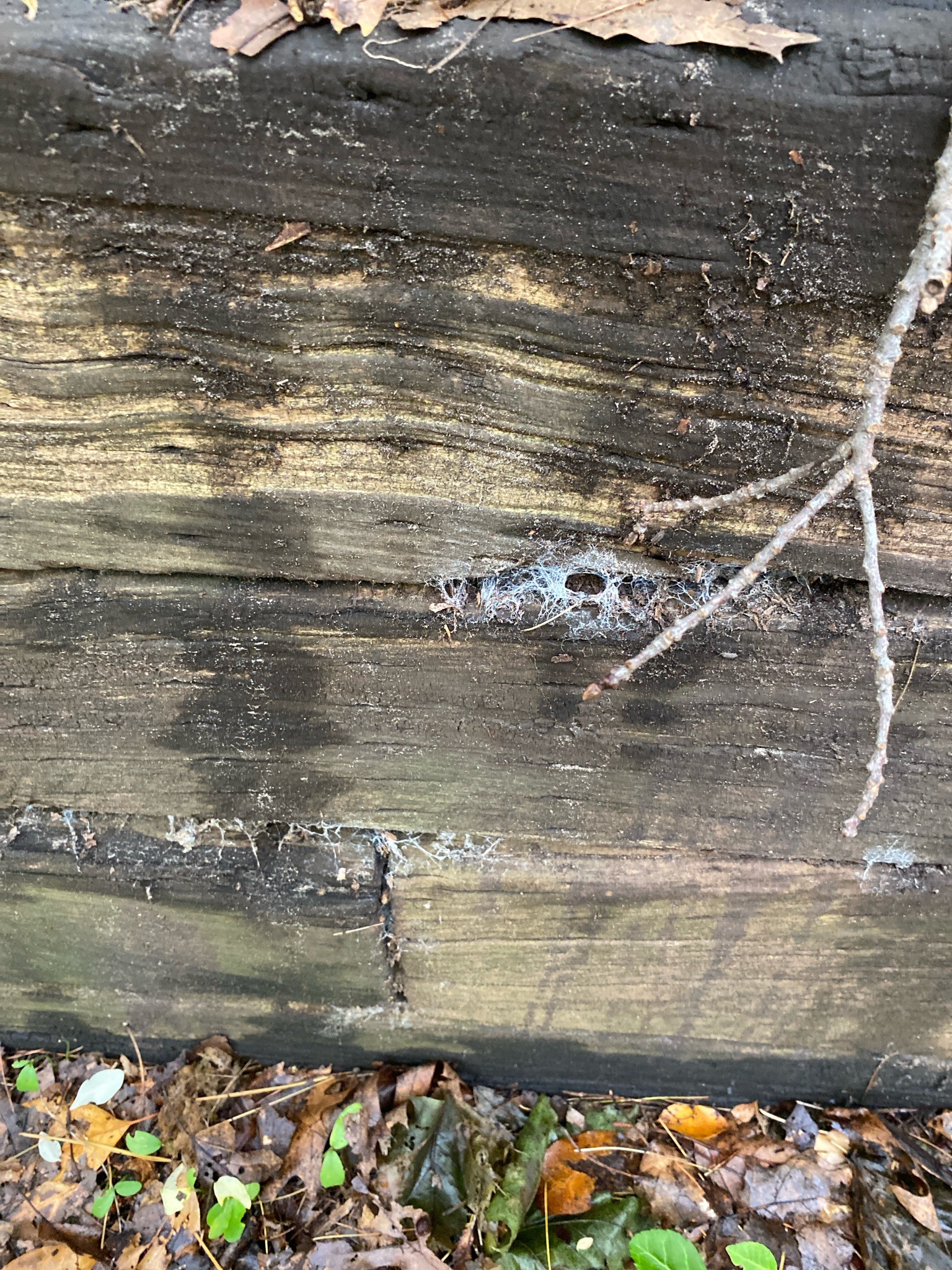 Funnel Weaver Spider Web