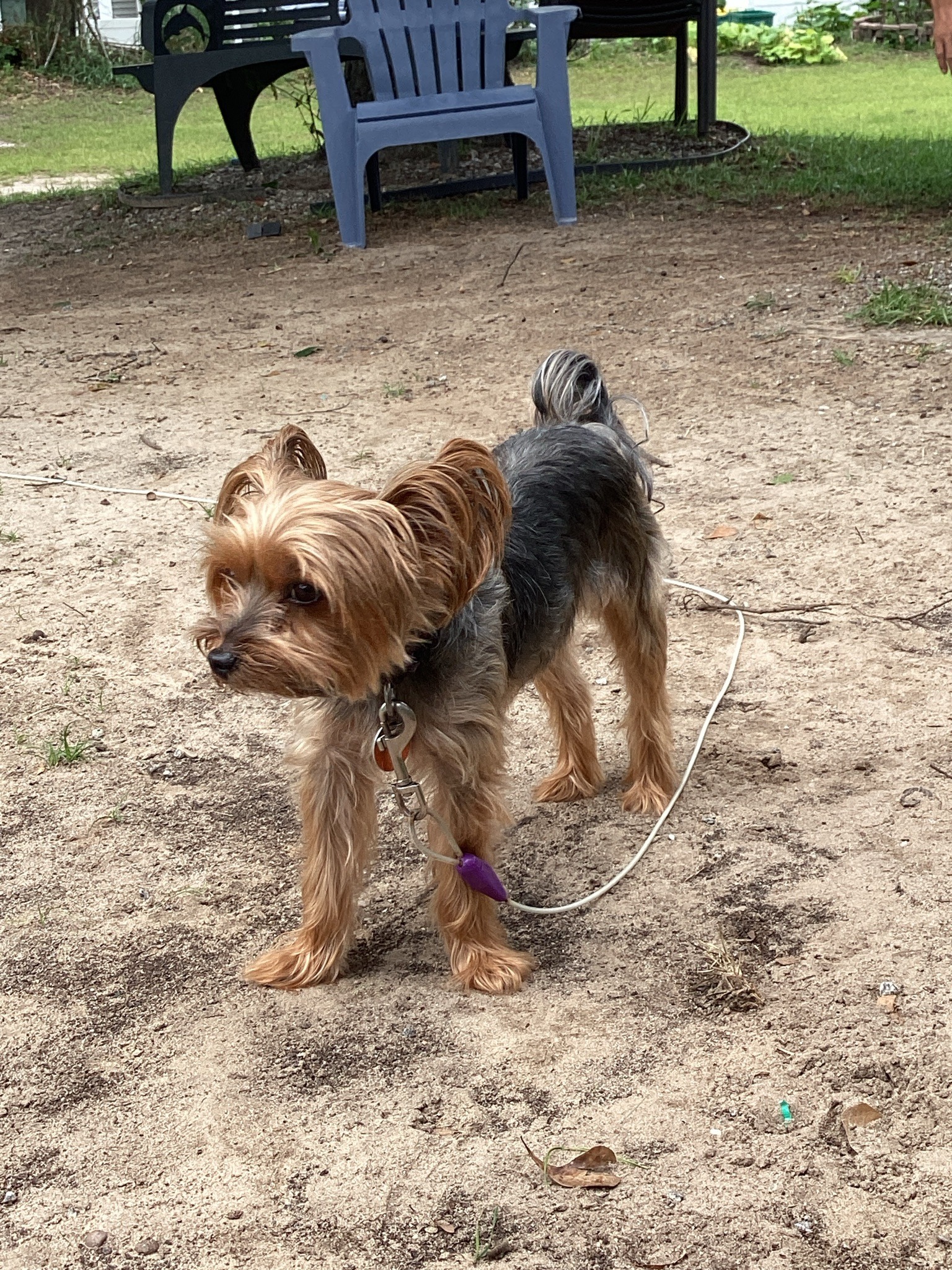Yorkshire Terrier