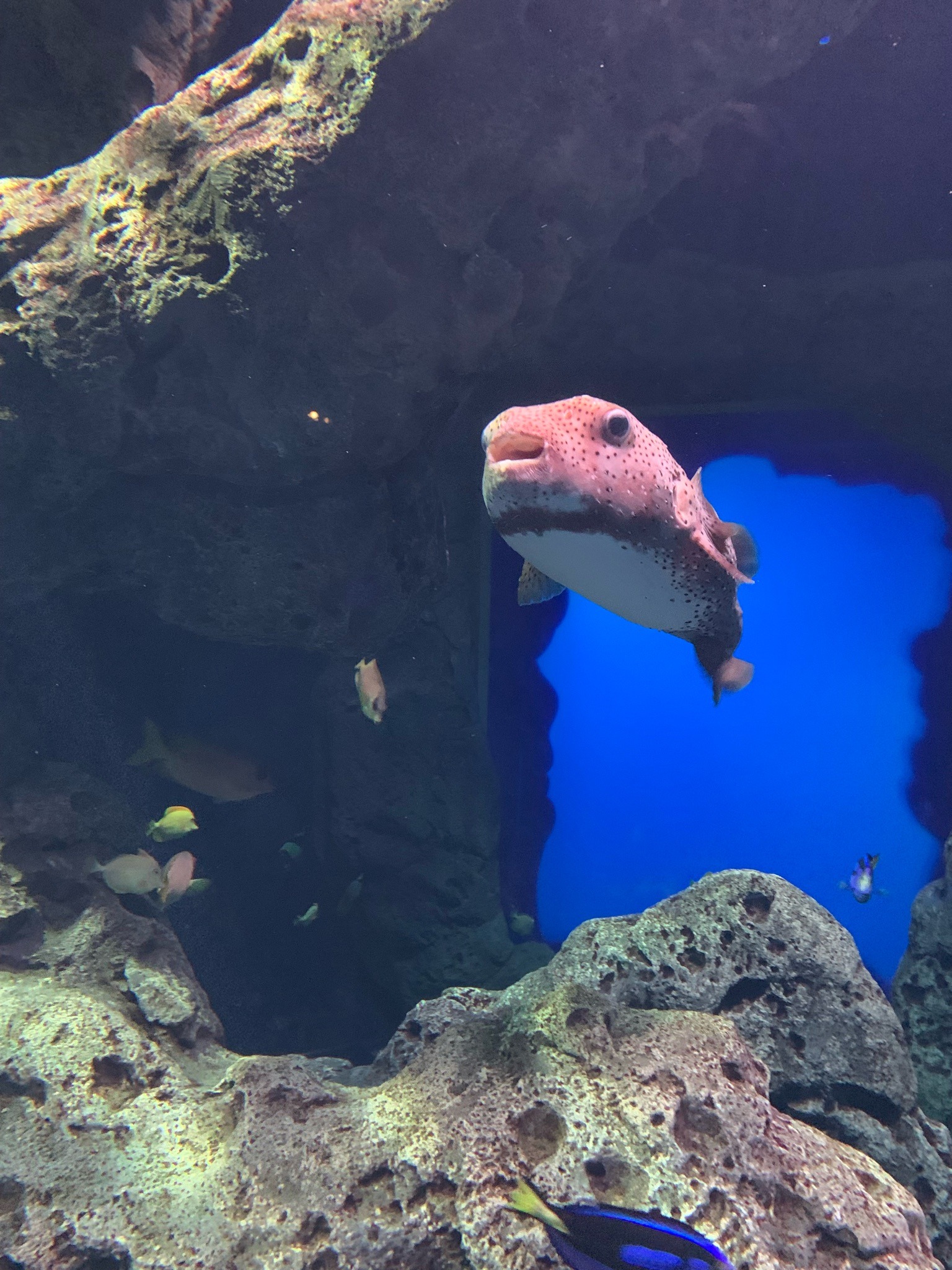Long-spine Porcupinefish