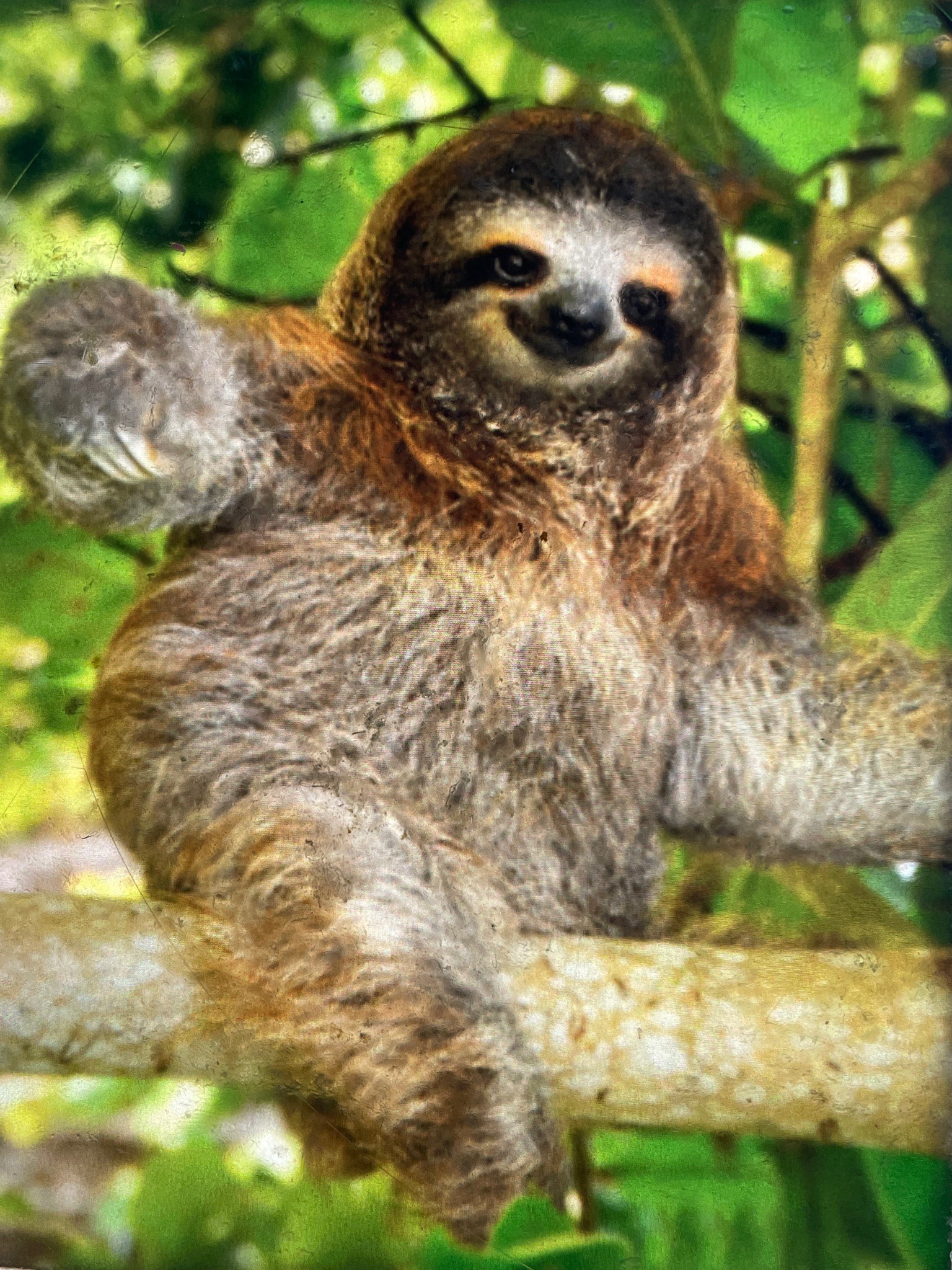 Brown-throated sloth