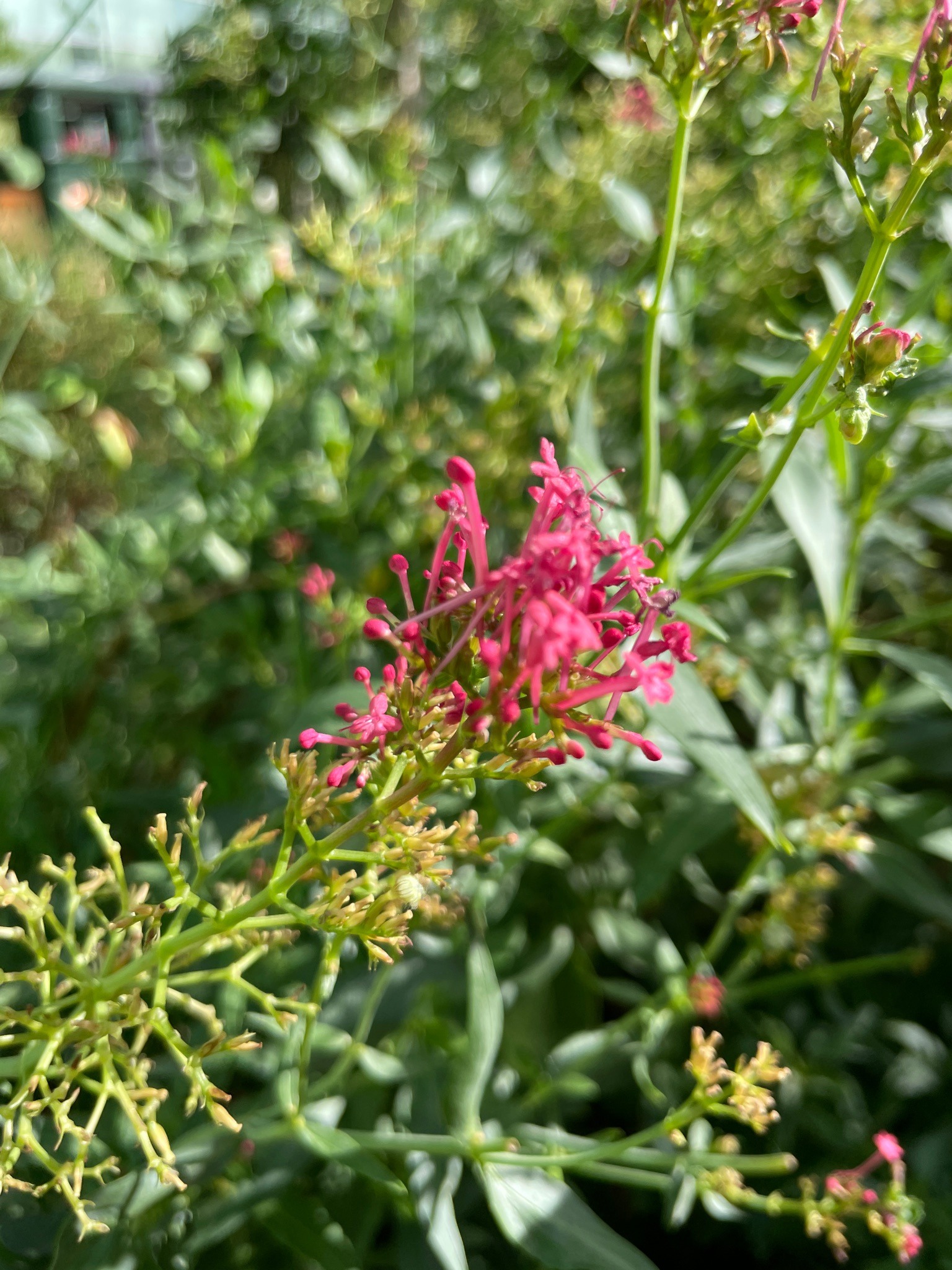 Red Valerian