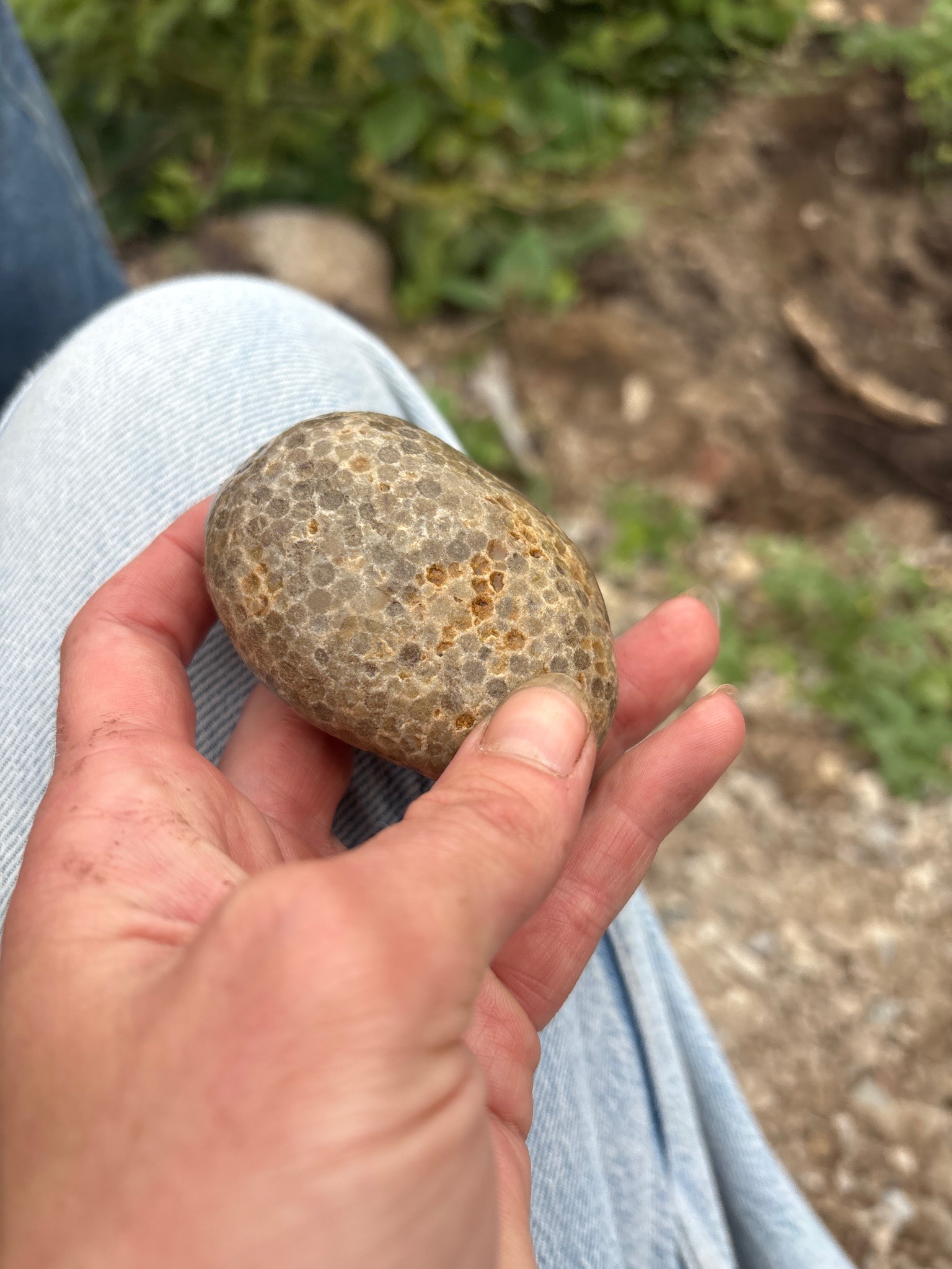 Coral Fossil Rock