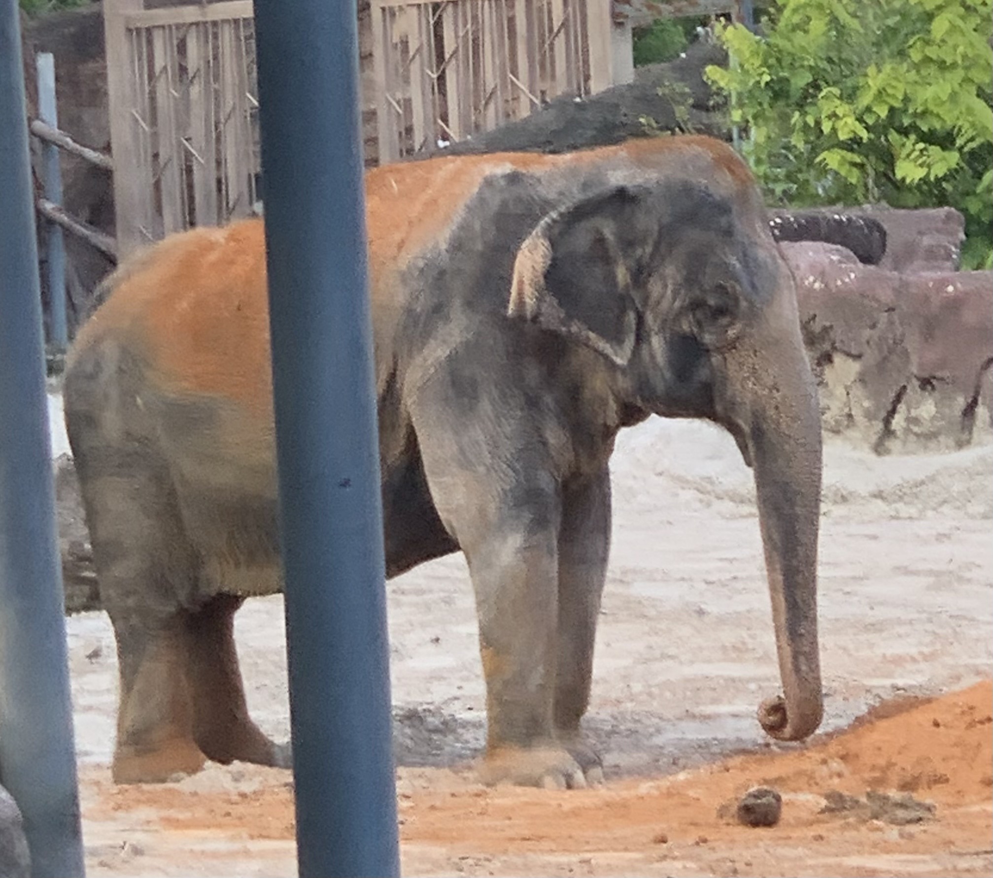 Asian Elephant