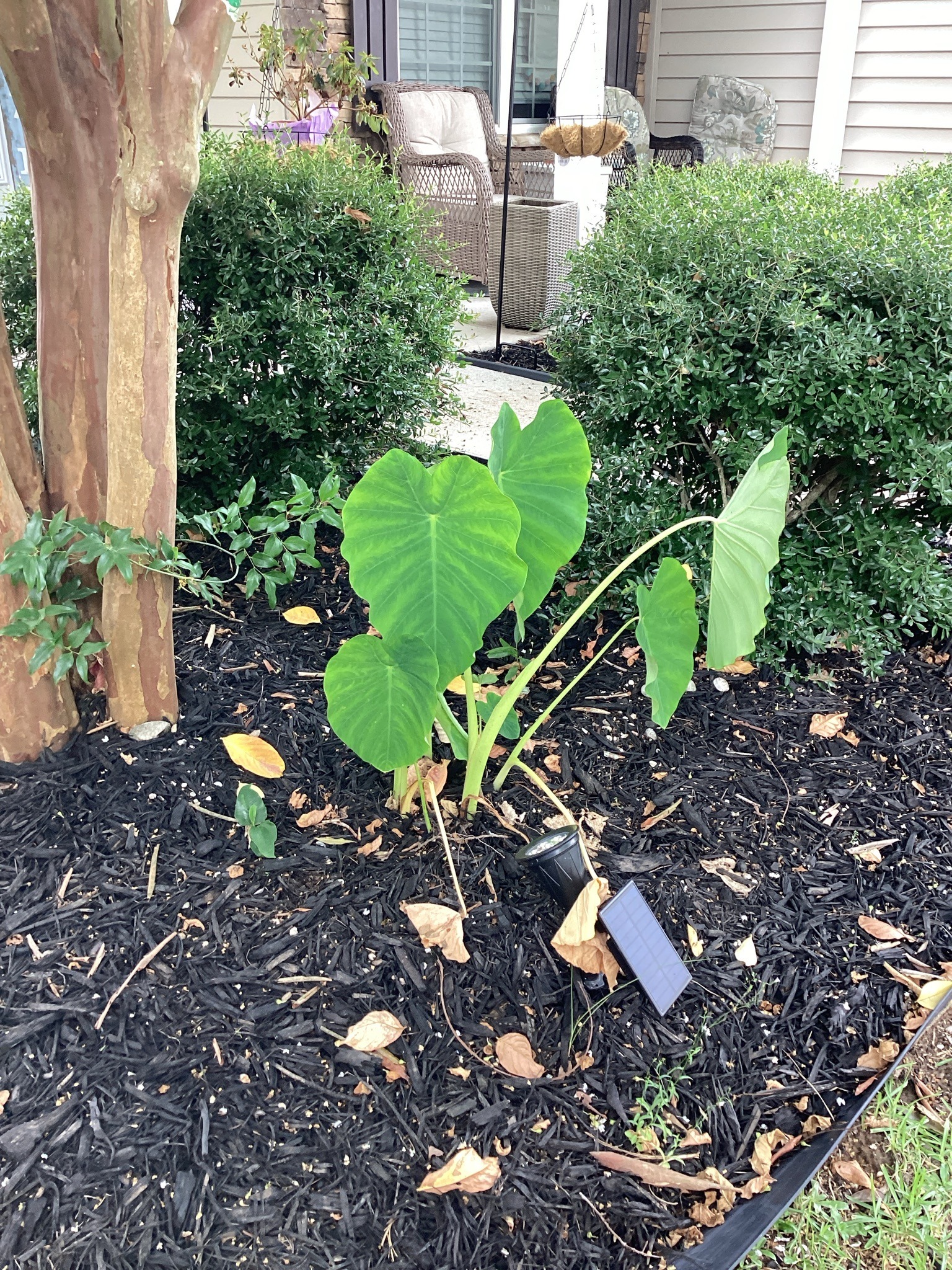 Elephant Ear