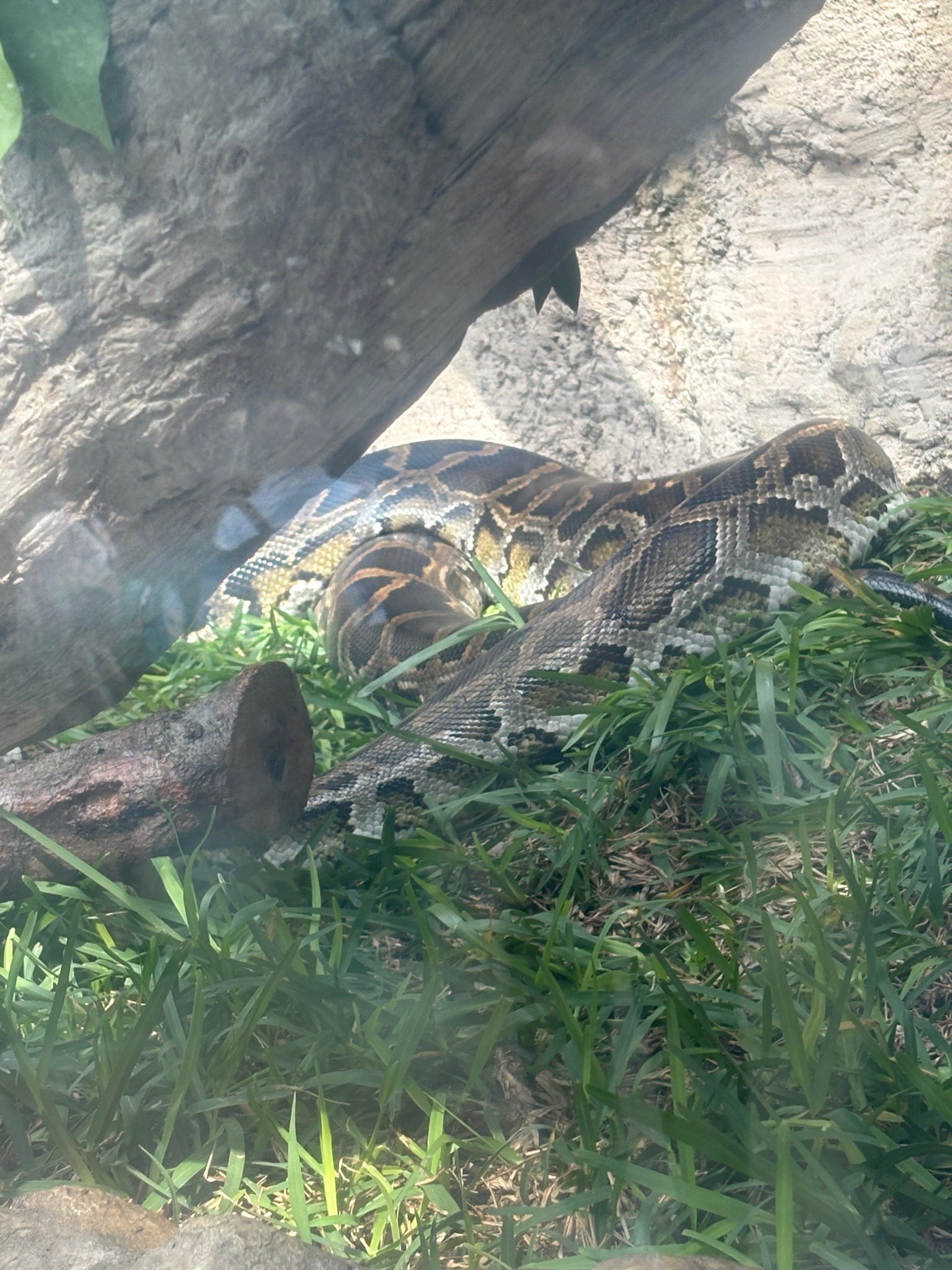 Burmese Python