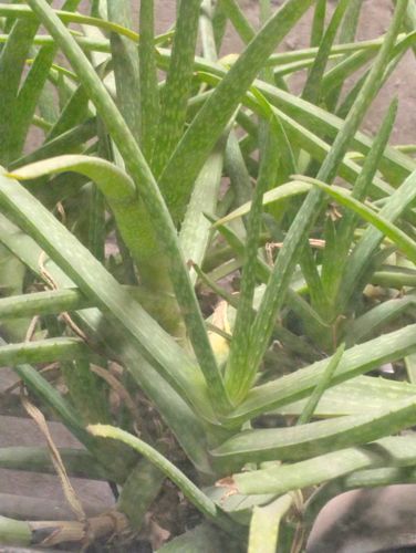 Aloe Vera