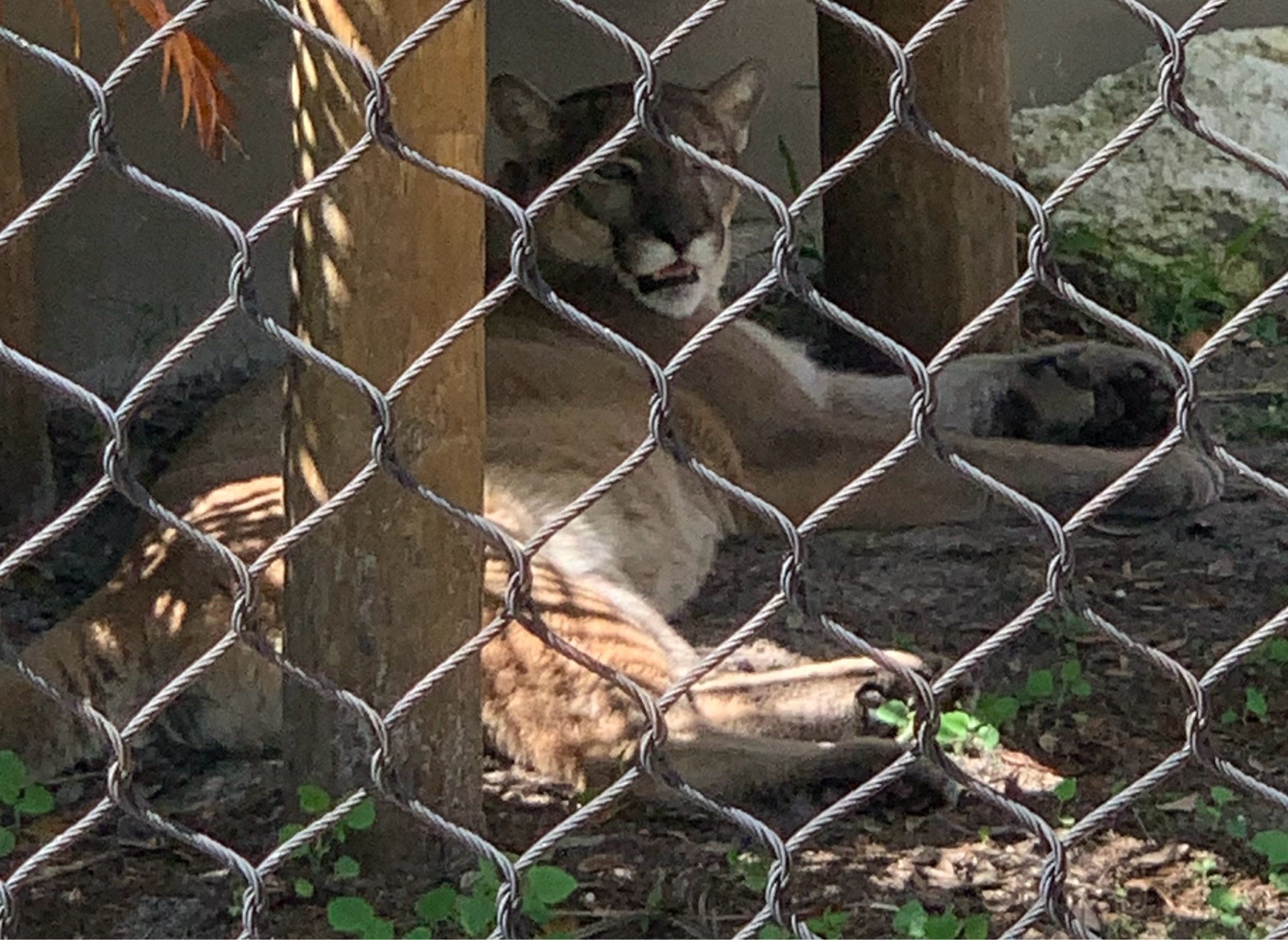 Cougar