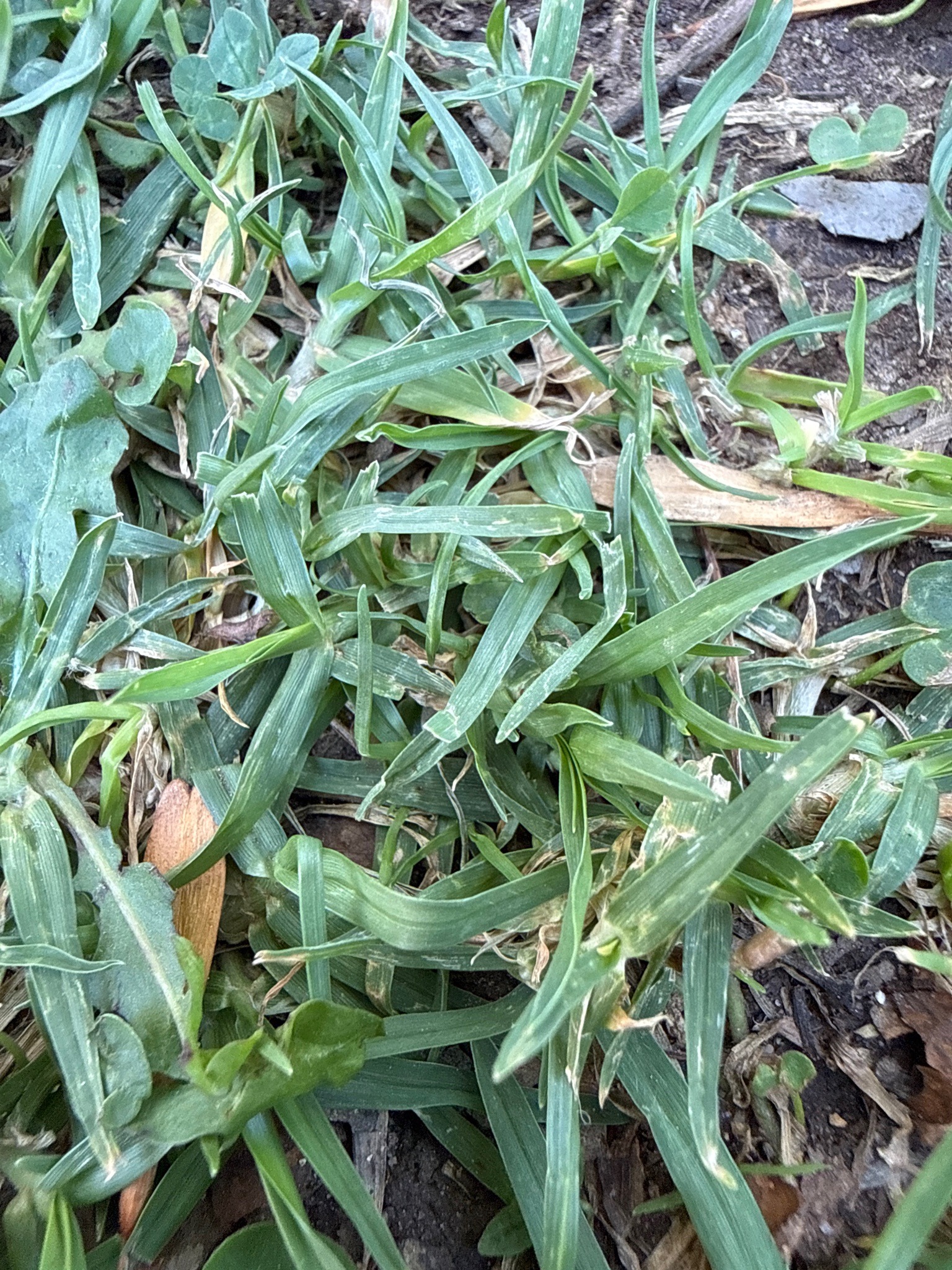 Bermuda Grass