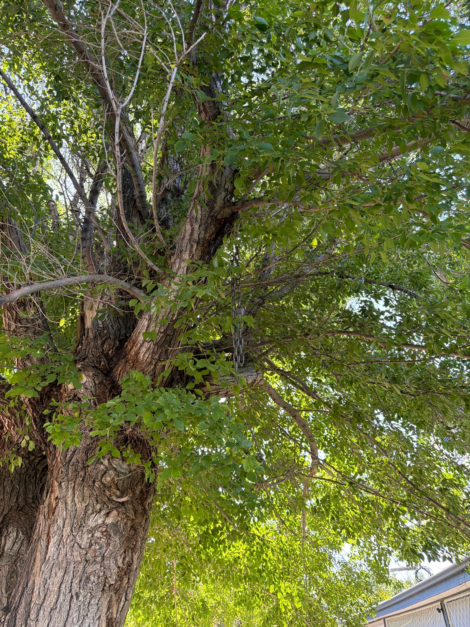 Siberian Elm
