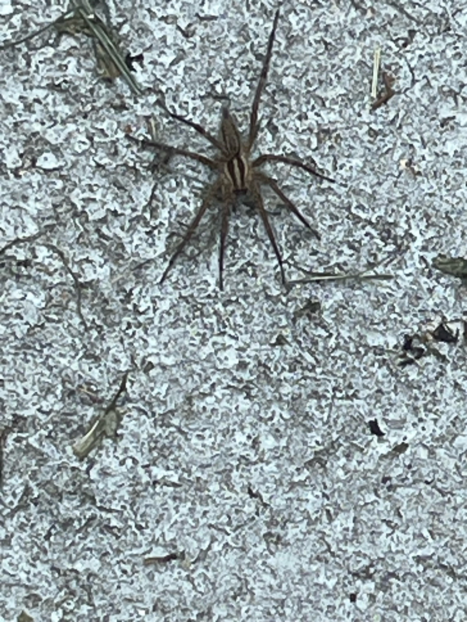 Rabid Wolf Spider