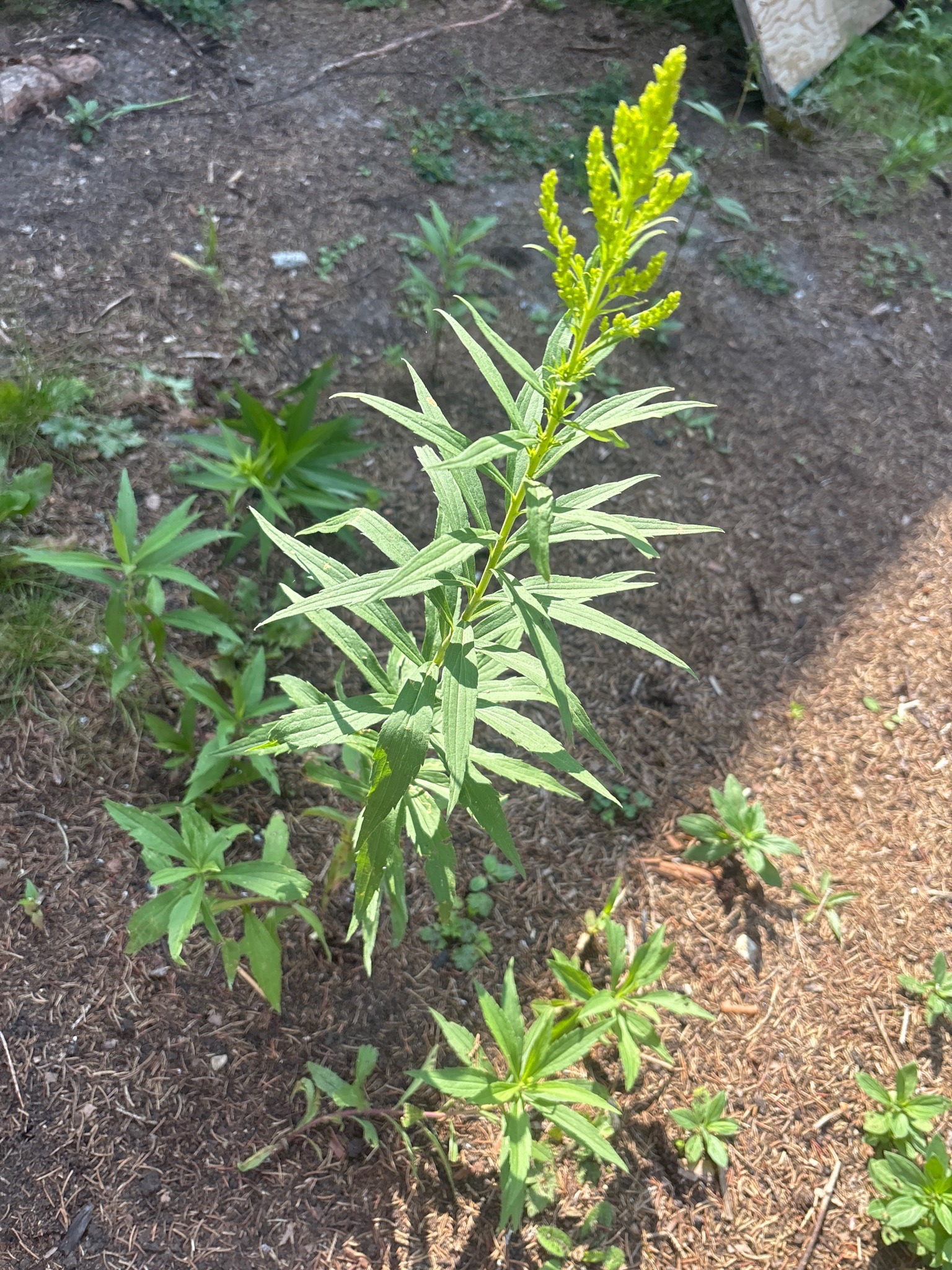 Canada Goldenrod