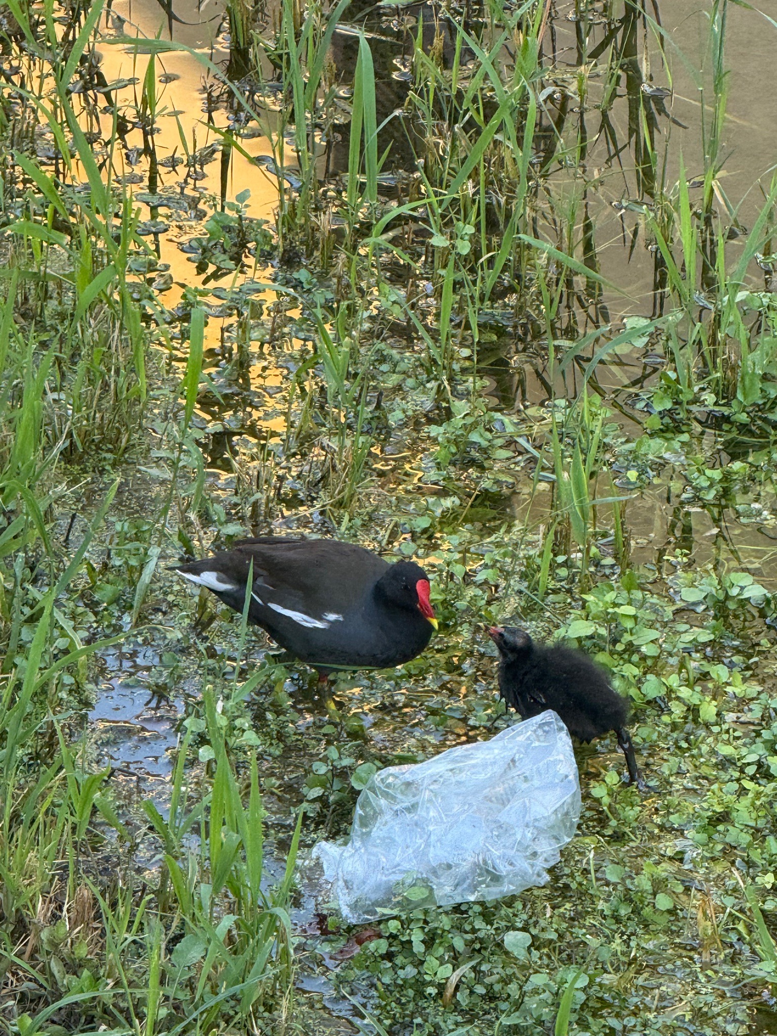 Dusky Moorhen