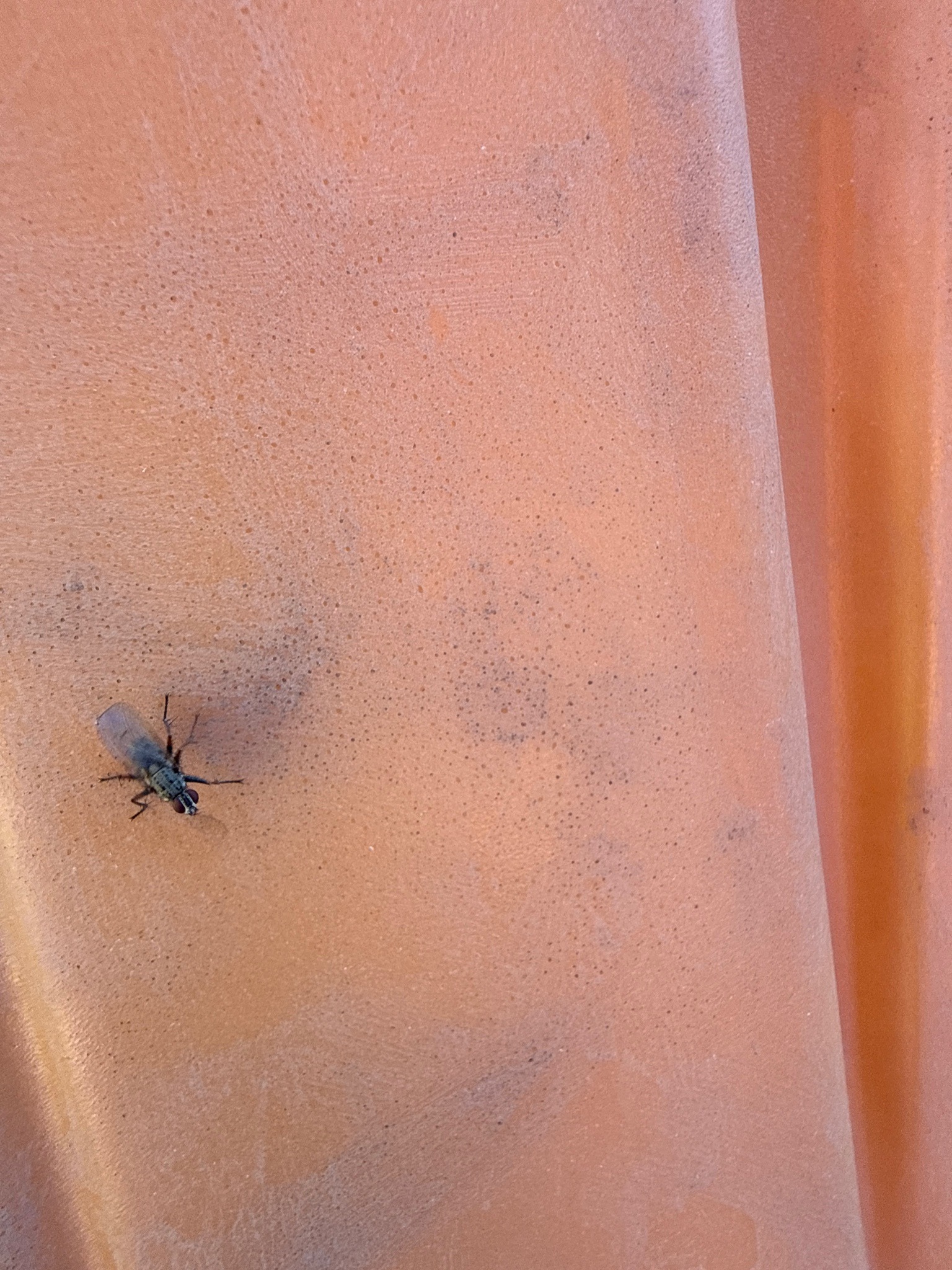 House Fly