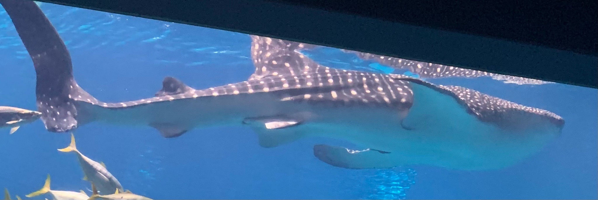 Whale Shark