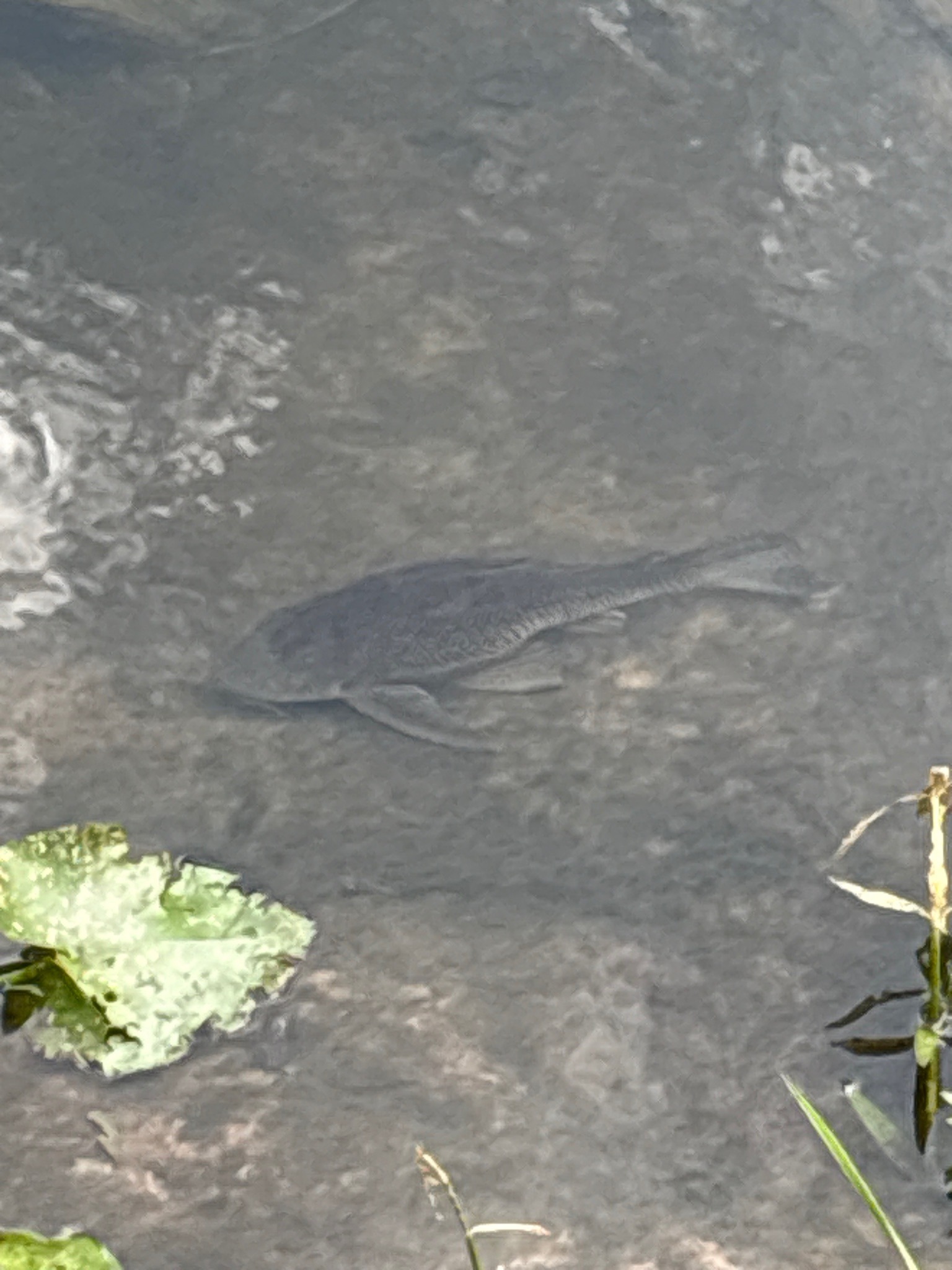 Suckermouth Armored Catfish (Plecostomus)