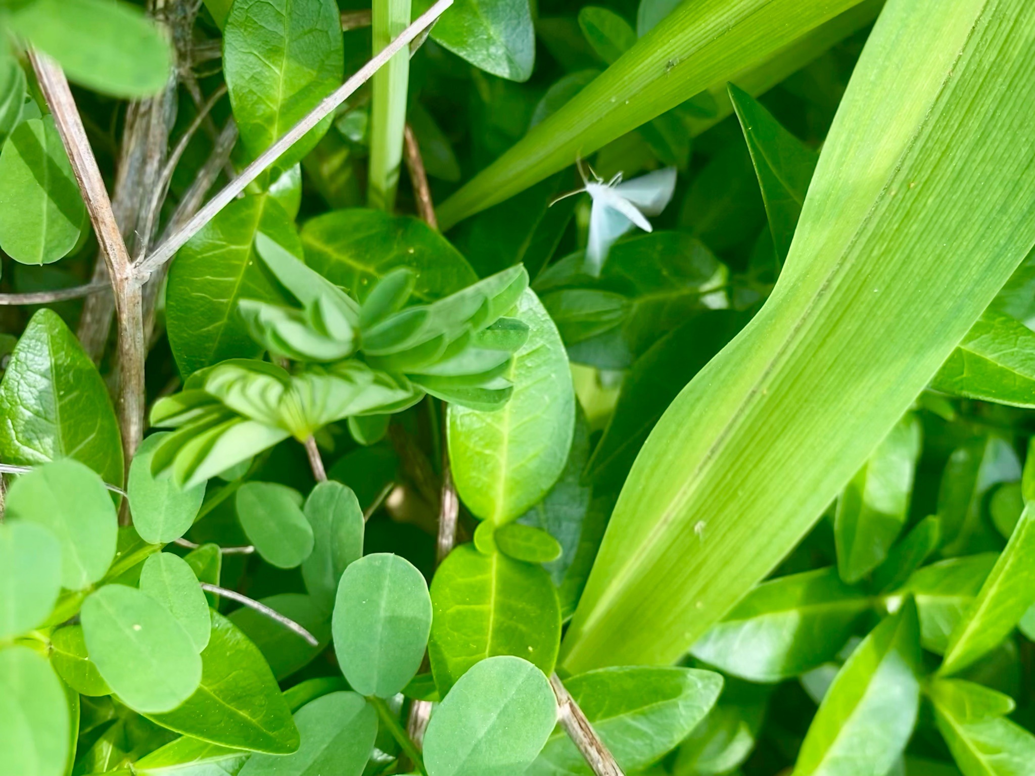 White Slant-line Moth