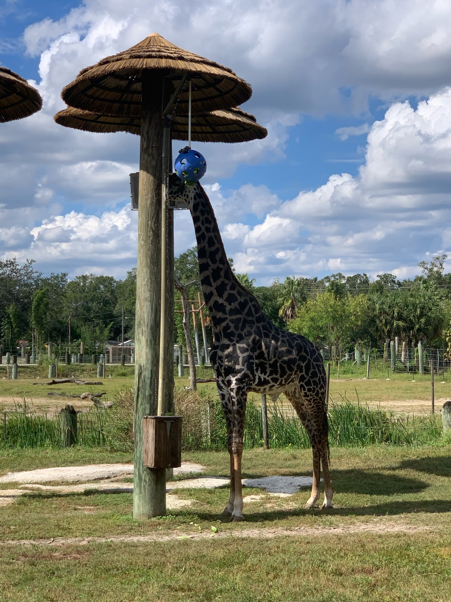 Giraffe